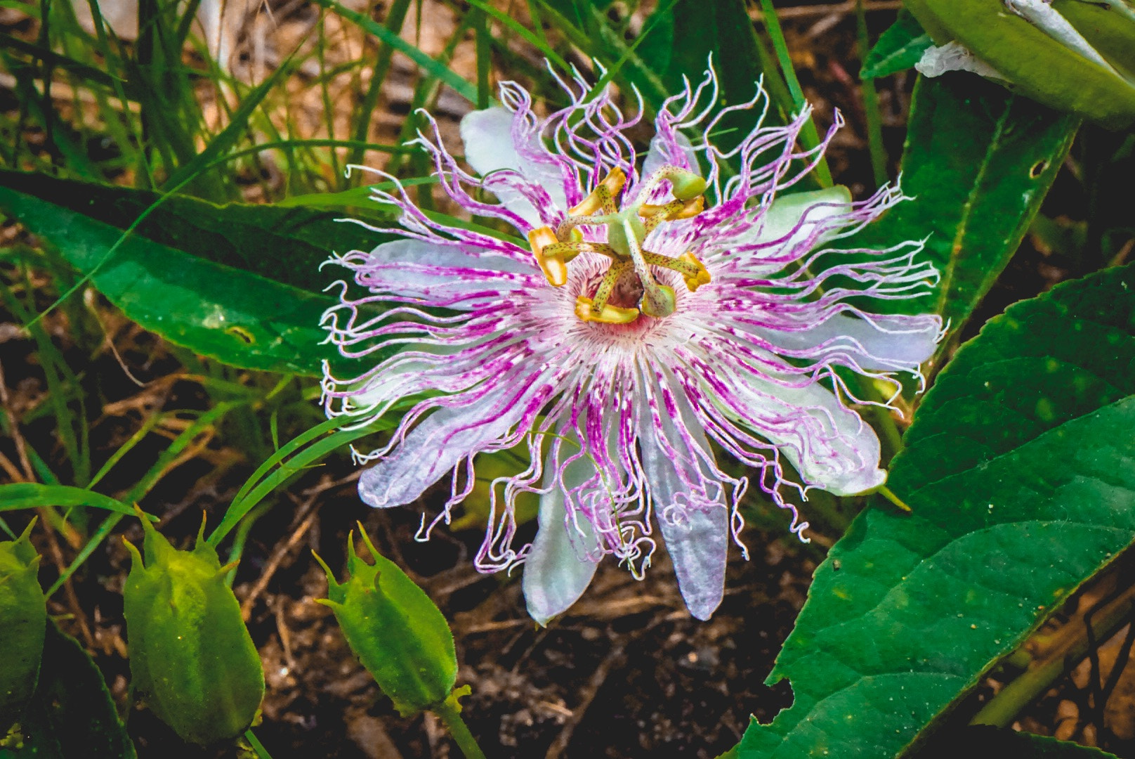 Sony E 55-210mm F4.5-6.3 OSS sample photo. Crazy flower photography