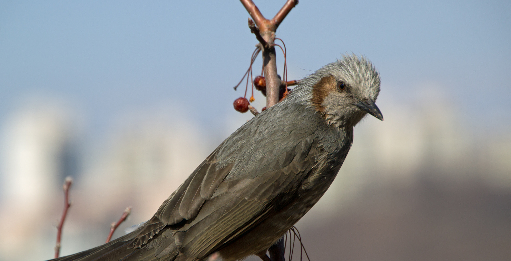 Canon EOS 60D sample photo. I see you! photography