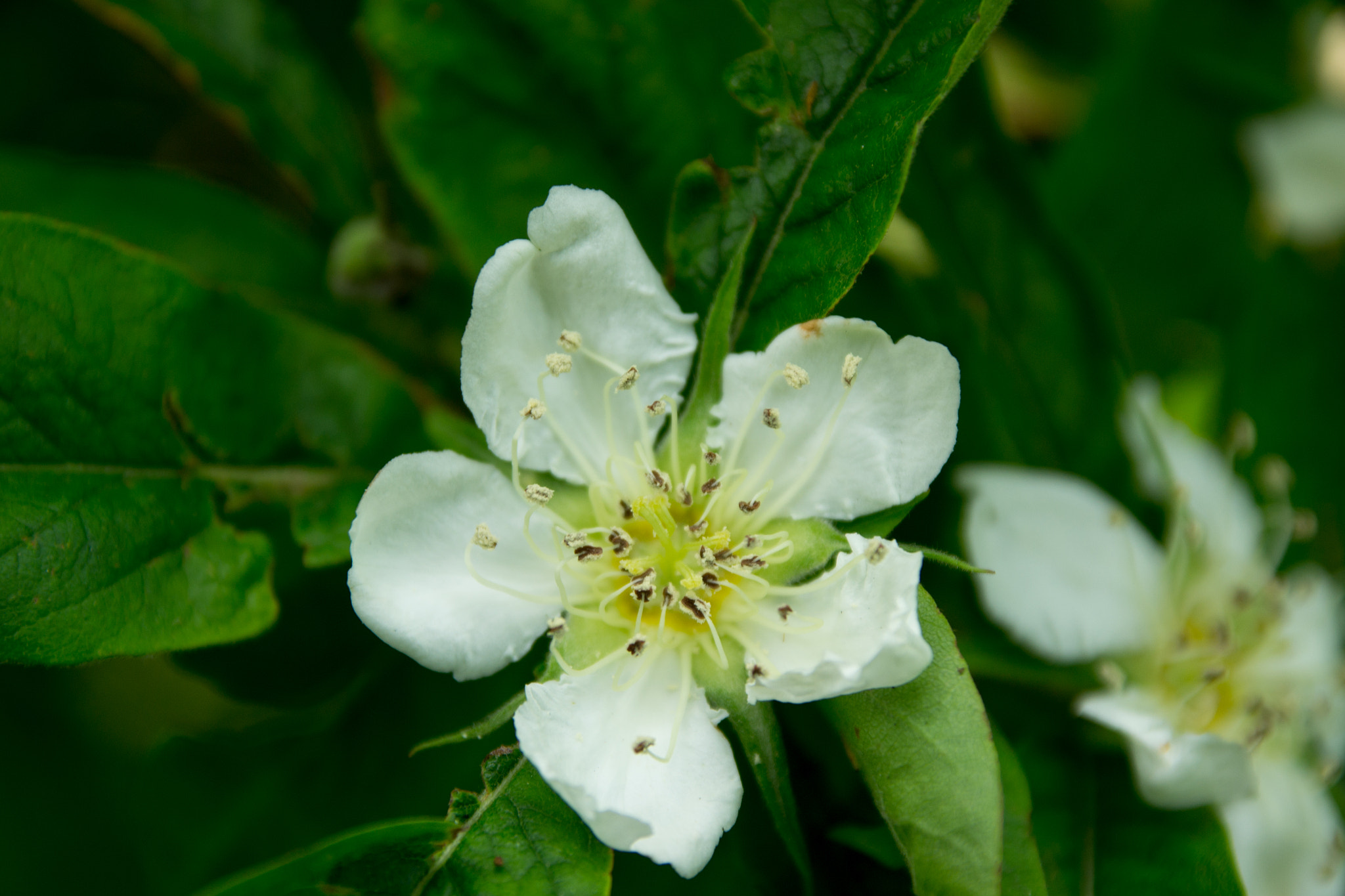 Sigma 17-70mm F2.8-4 DC Macro OS HSM sample photo. Apple blossom photography