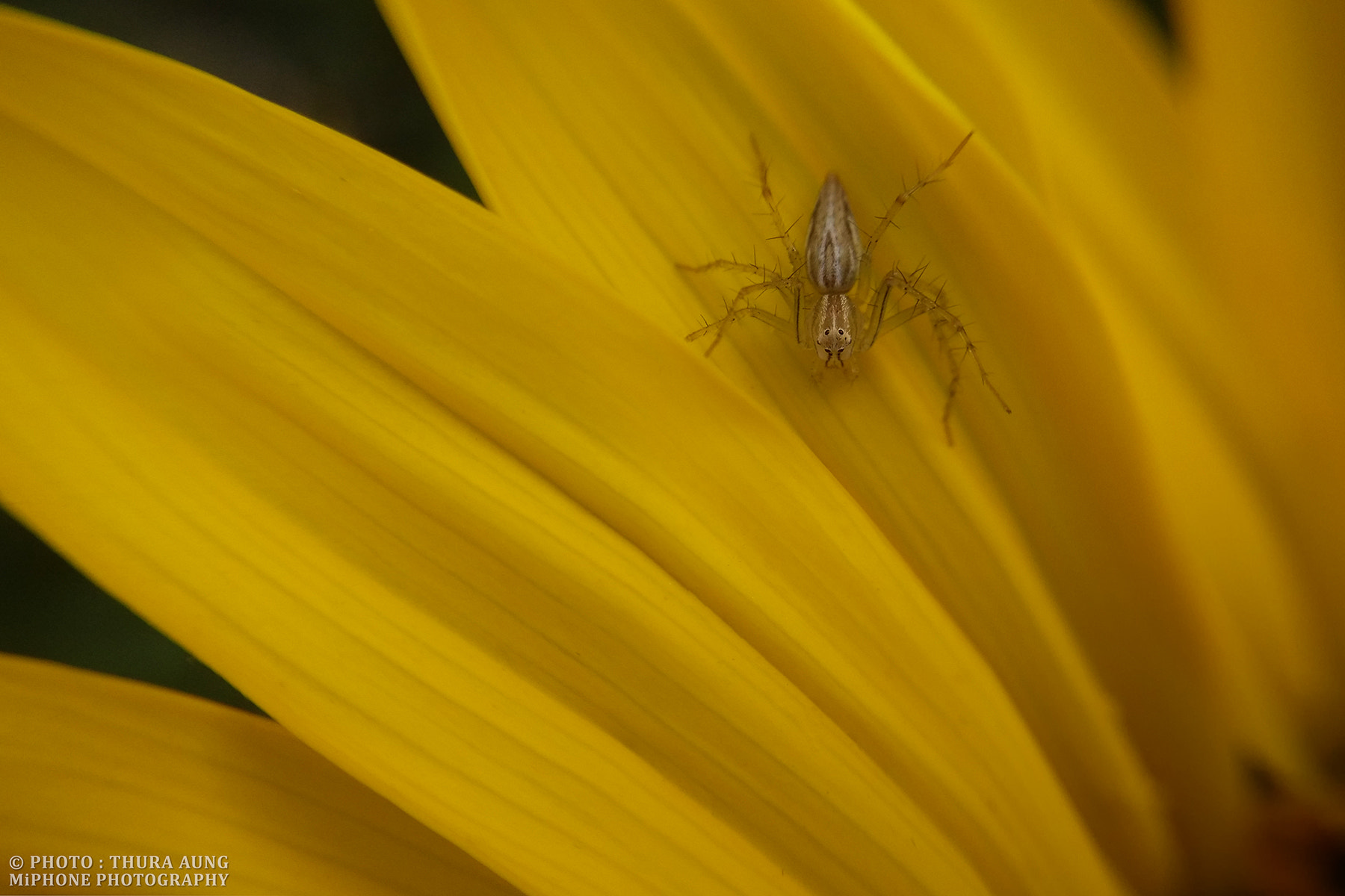 Xiaomi MI3 sample photo. S p i d e r photography