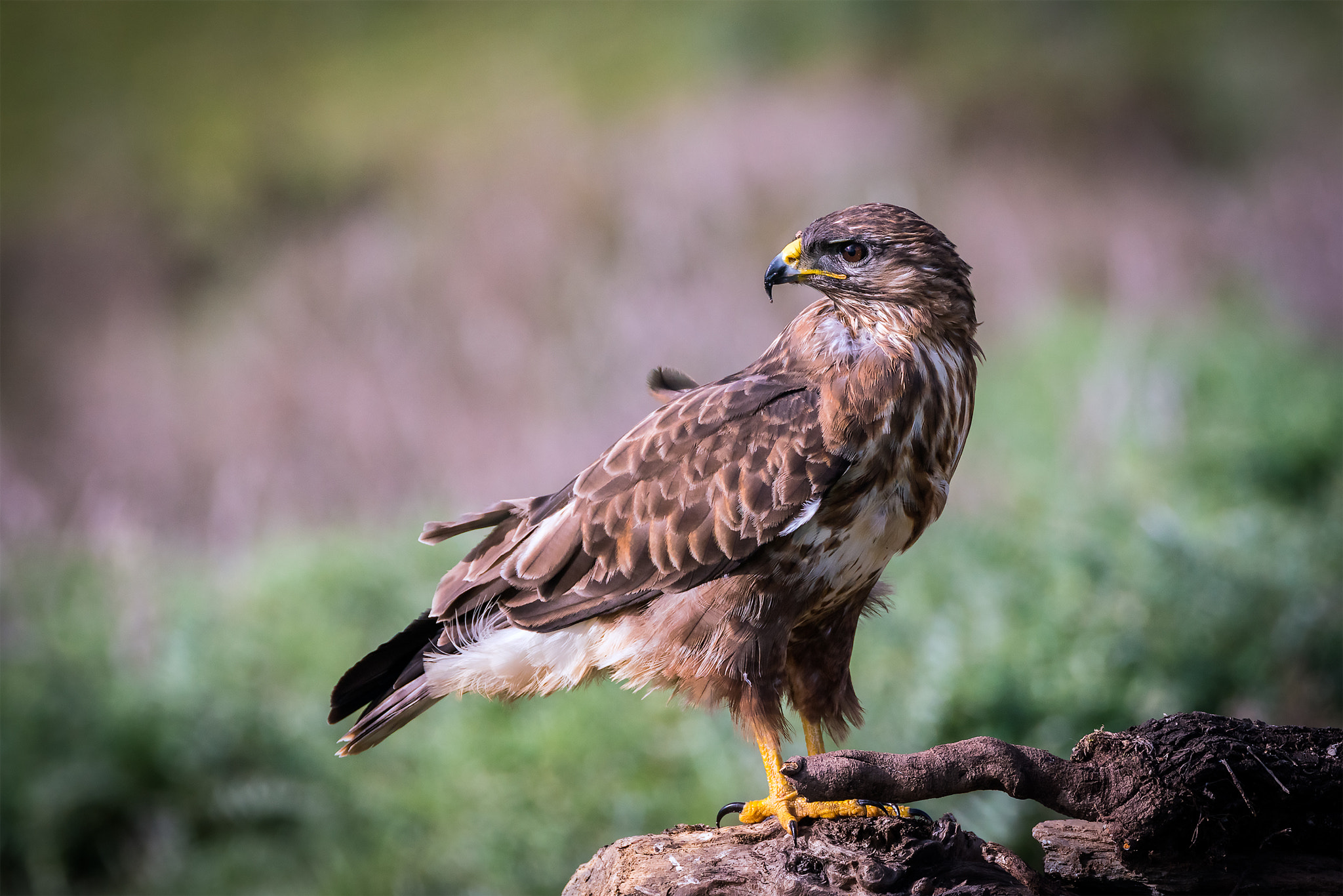 Sony a7R II + Tamron SP 150-600mm F5-6.3 Di VC USD sample photo. Buteo buteo photography