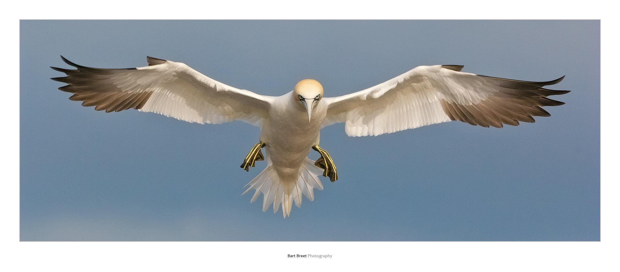 Nikon D2X sample photo. Northern gannet (morus bassanus) photography