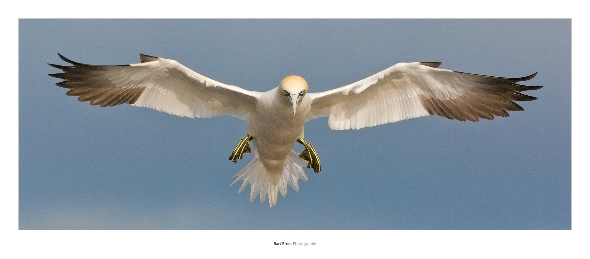 Nikon D2X + Nikon AF-S Nikkor 200-400mm F4G ED-IF VR sample photo. Northern gannet (morus bassanus) photography