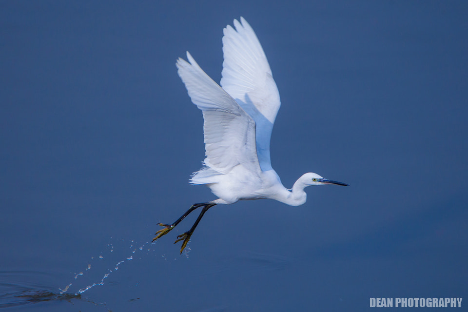 Tamron SP 150-600mm F5-6.3 Di VC USD sample photo. Take off photography