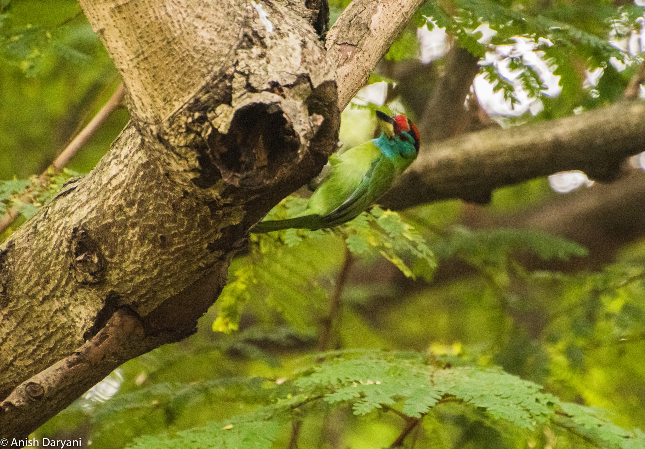 Nikon D810 sample photo. Blue throated barbet photography