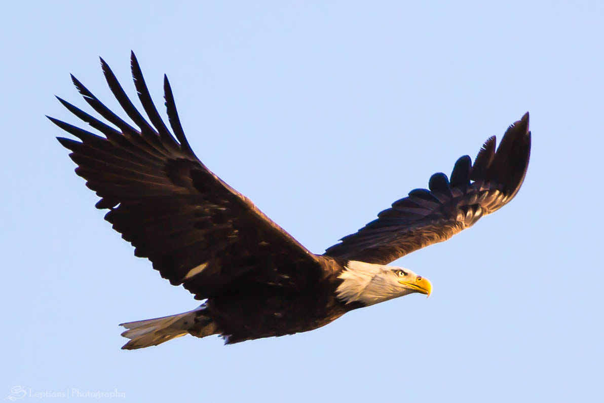 Canon EF 70-200mm F2.8L IS II USM sample photo. Bald eagle photography