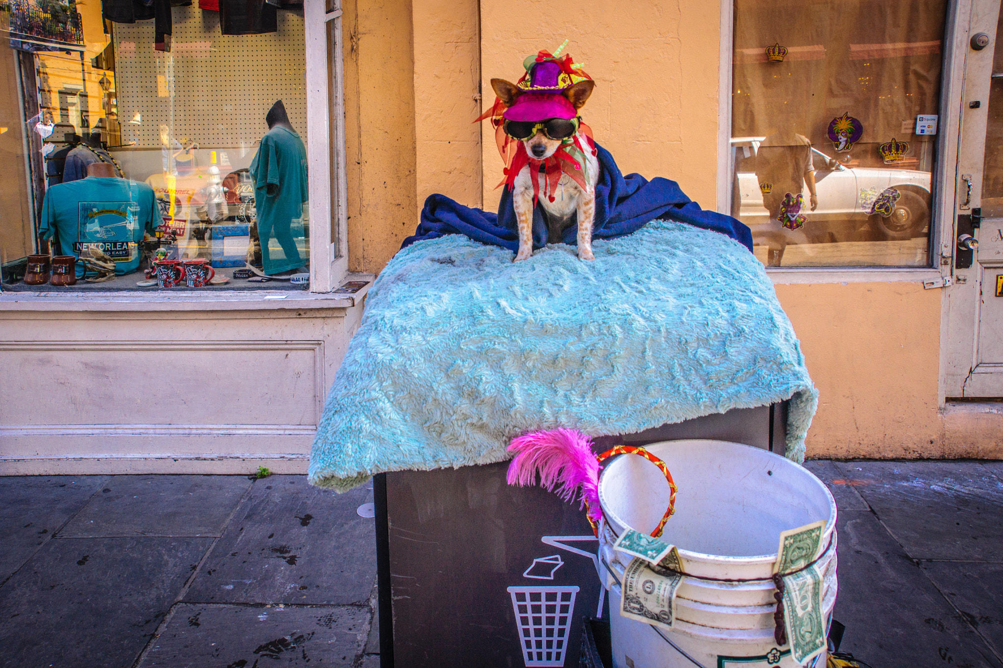 Sony DT 18-250mm F3.5-6.3 sample photo. Dog / new orleans photography