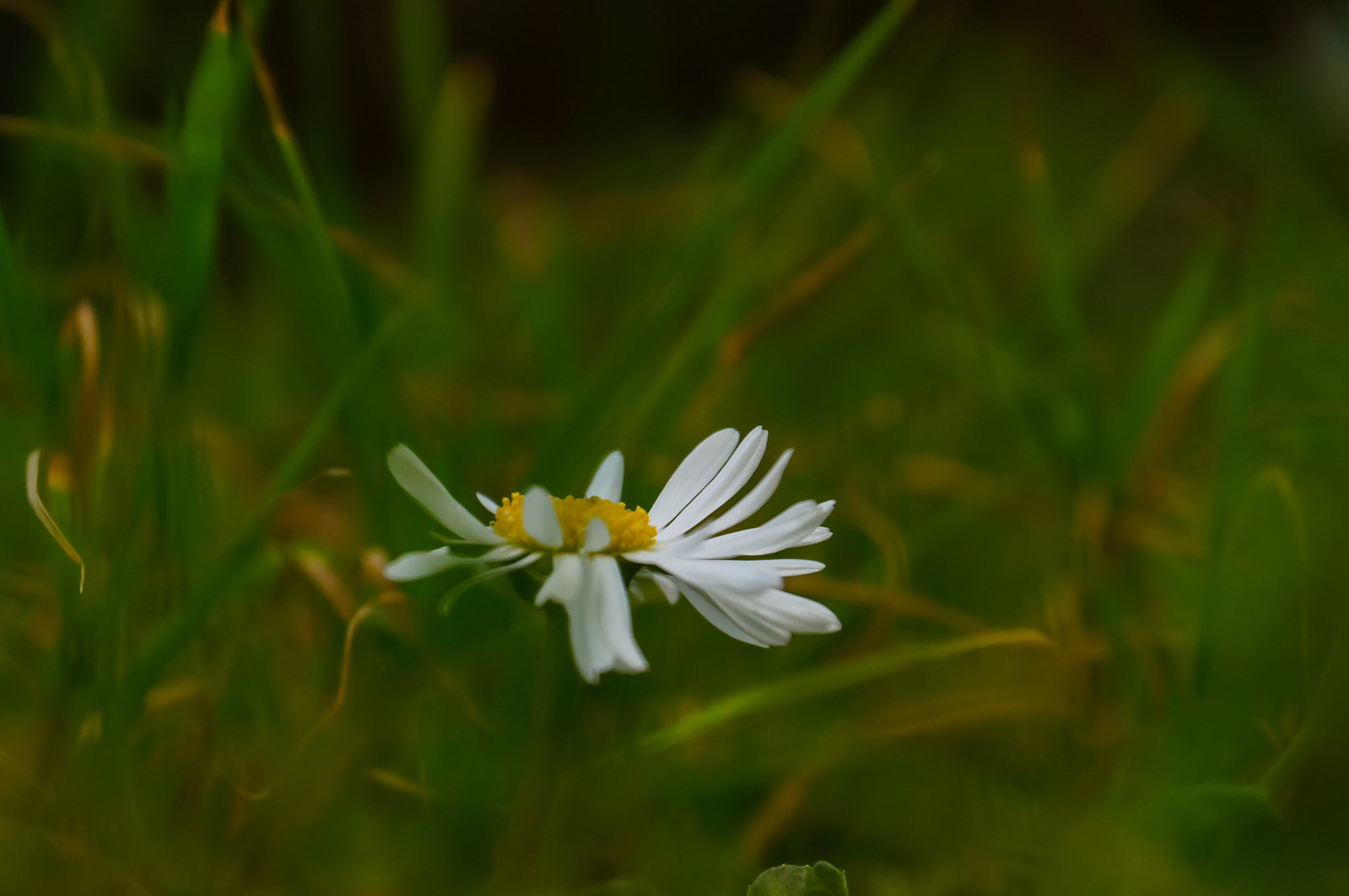Sony DT 18-135mm F3.5-5.6 SAM sample photo. Tek başına ... photography
