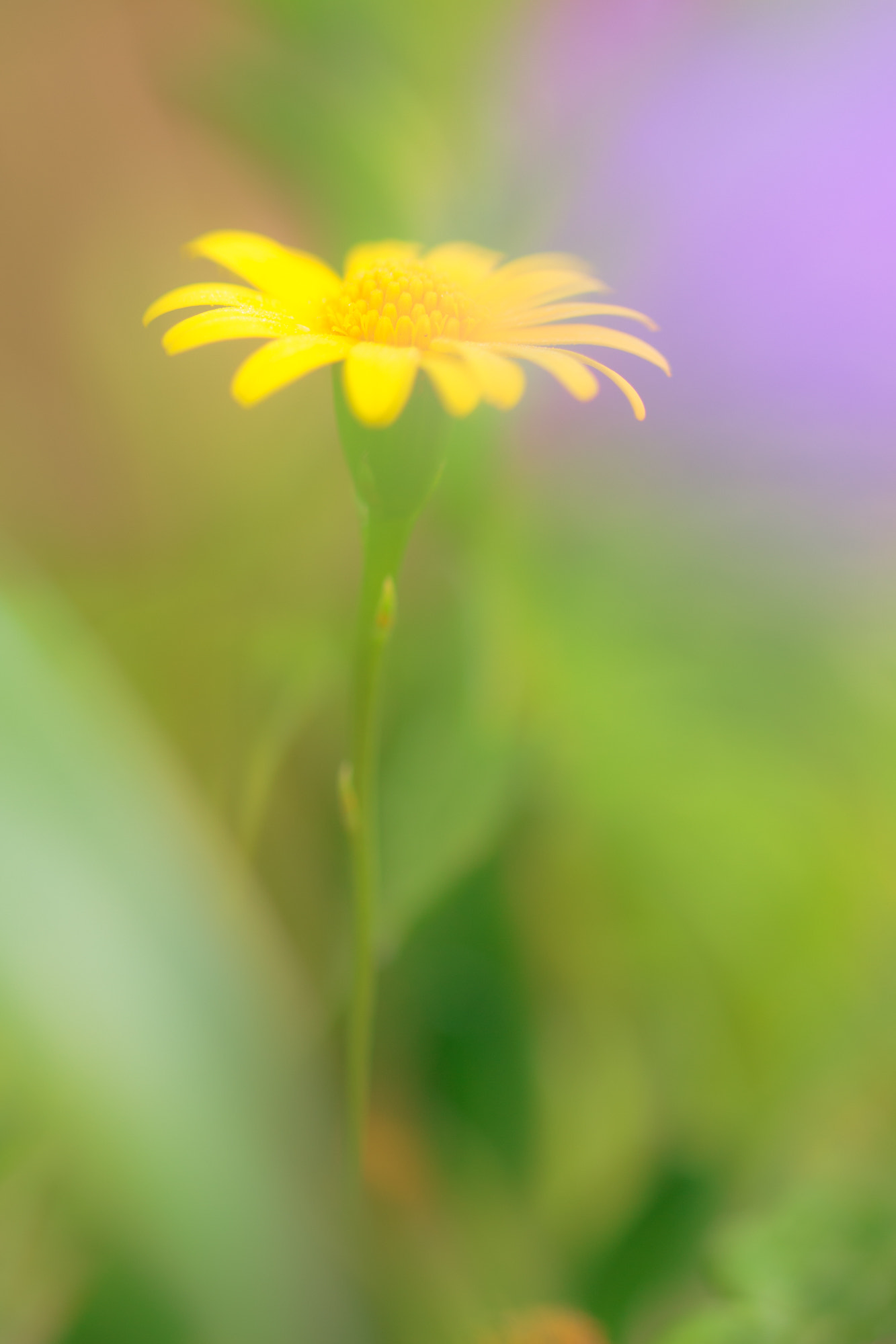 Sigma 105mm F2.8 EX DG OS HSM sample photo. Nature  photography
