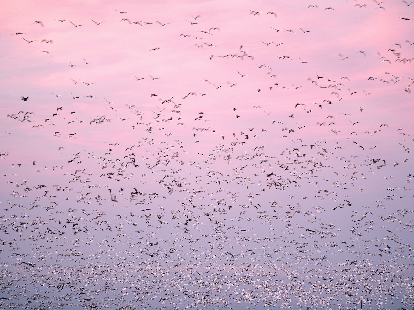 LUMIX G VARIO 100-300/F4.0-5.6II sample photo. The flock photography