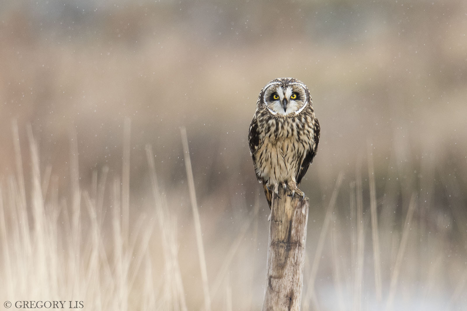 Nikon D810 sample photo. Short-eared owl photography