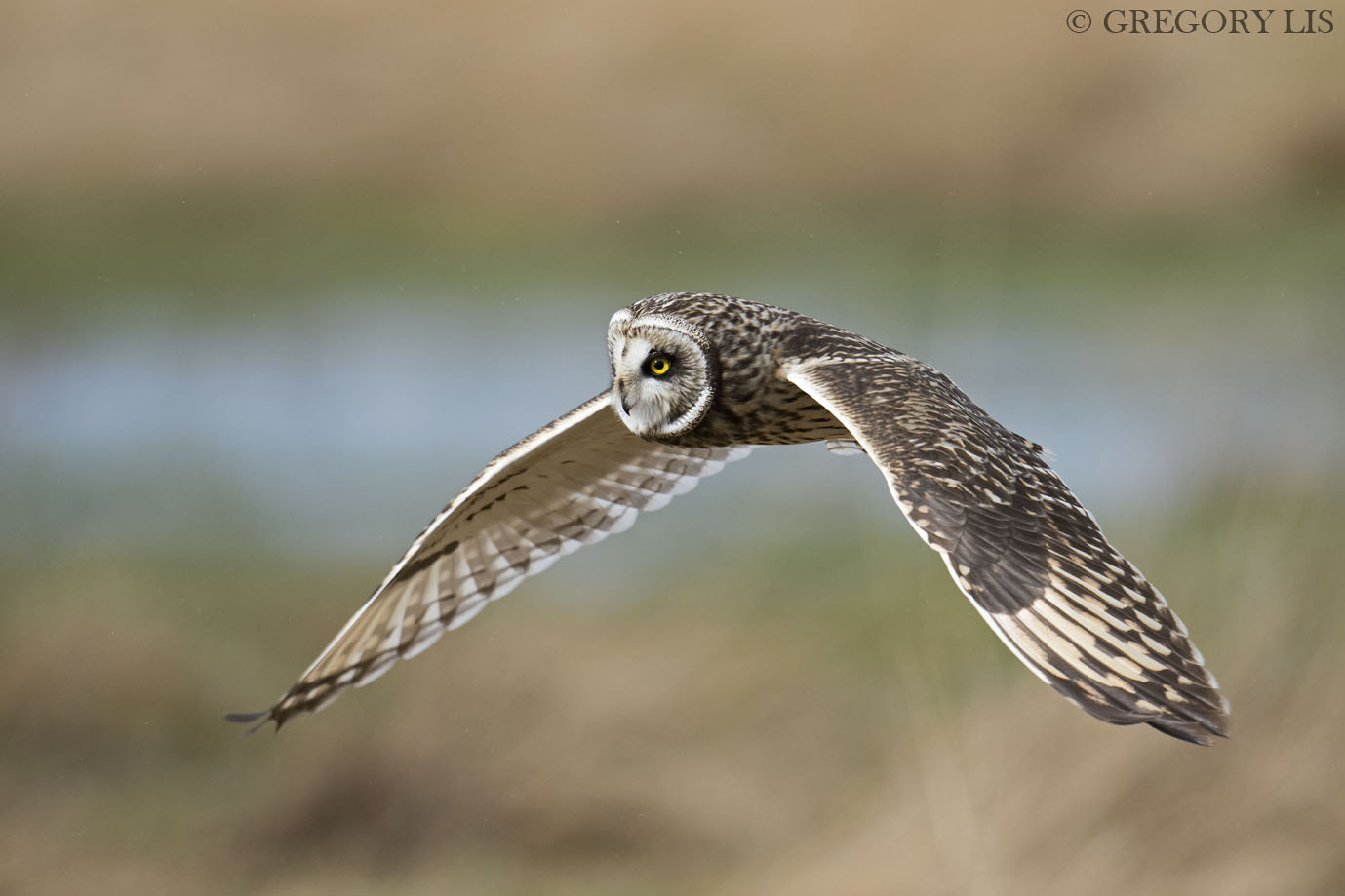 Nikon D810 sample photo. Short-eared owl photography