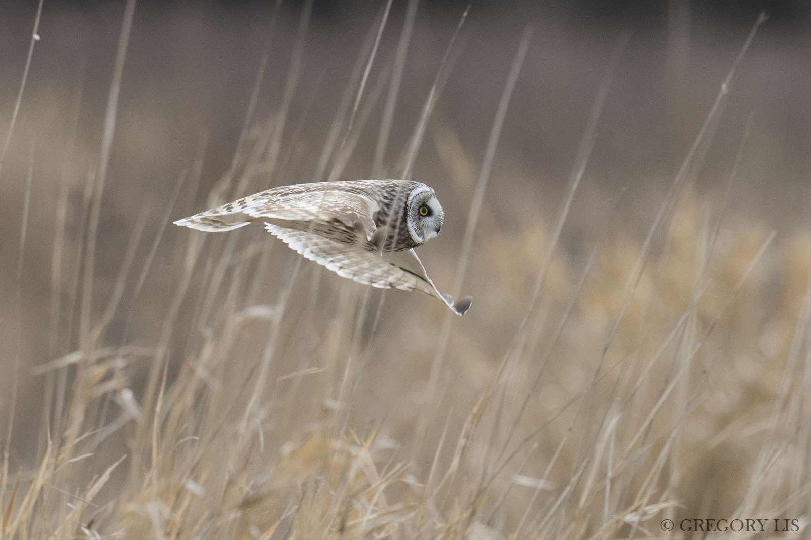 Nikon D810 + Nikon AF-S Nikkor 500mm F4G ED VR sample photo. Short-eared owl photography