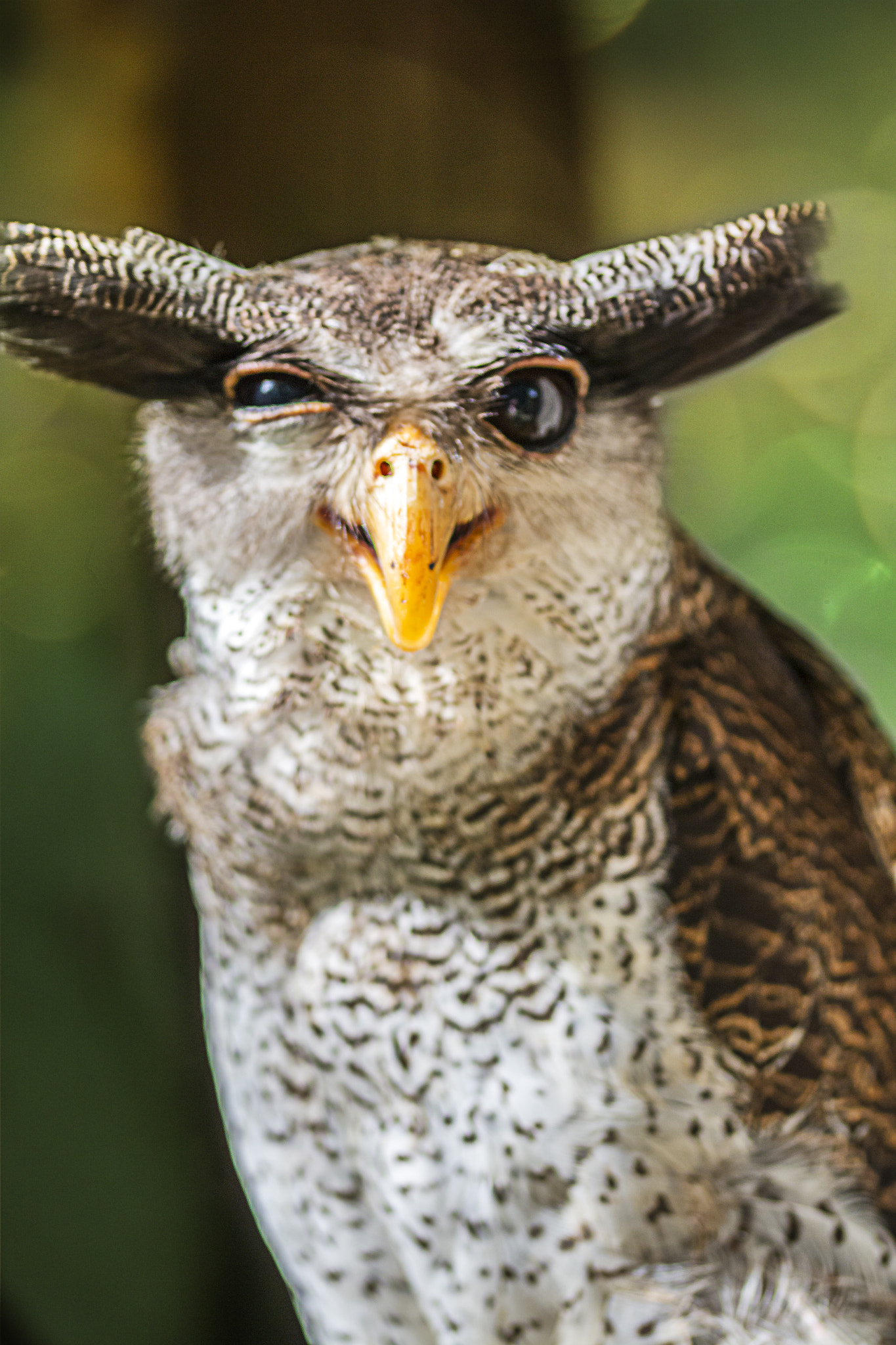 Sigma 105mm F2.8 EX DG OS HSM sample photo. Owl photography