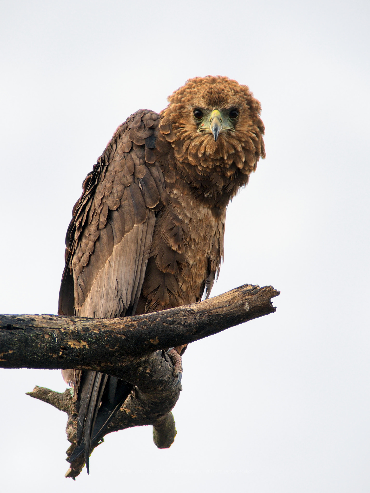 Olympus OM-D E-M1 Mark II + Olympus Zuiko Digital ED 90-250mm F2.8 sample photo. Steppenadler photography