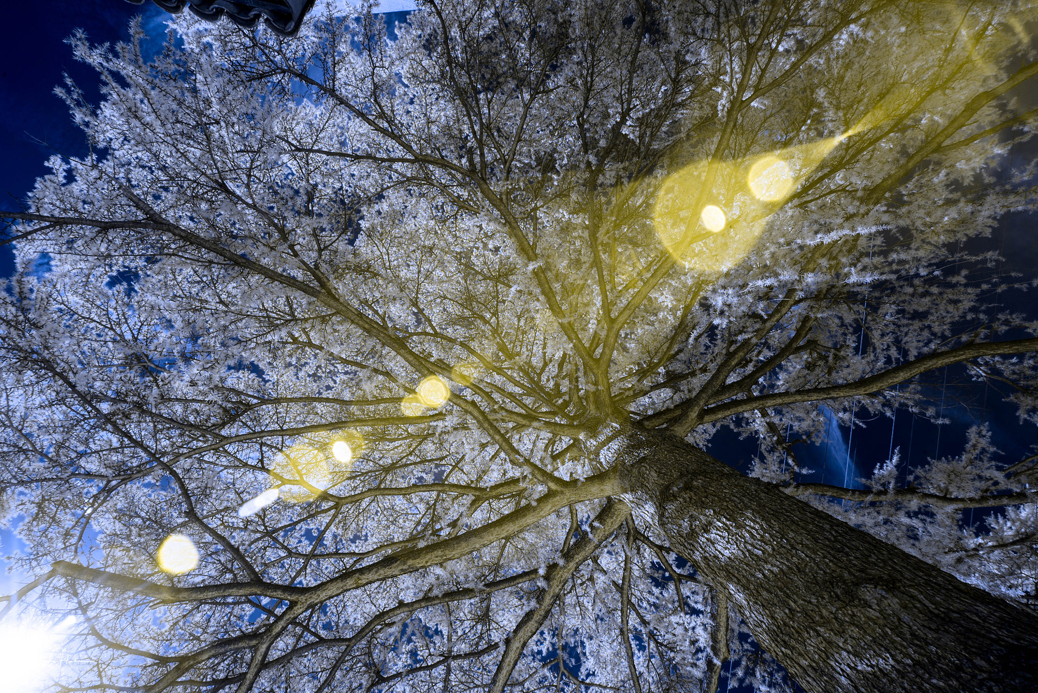 Sony a7S + Sony Vario-Tessar T* FE 16-35mm F4 ZA OSS sample photo. Blue tree in ir photography