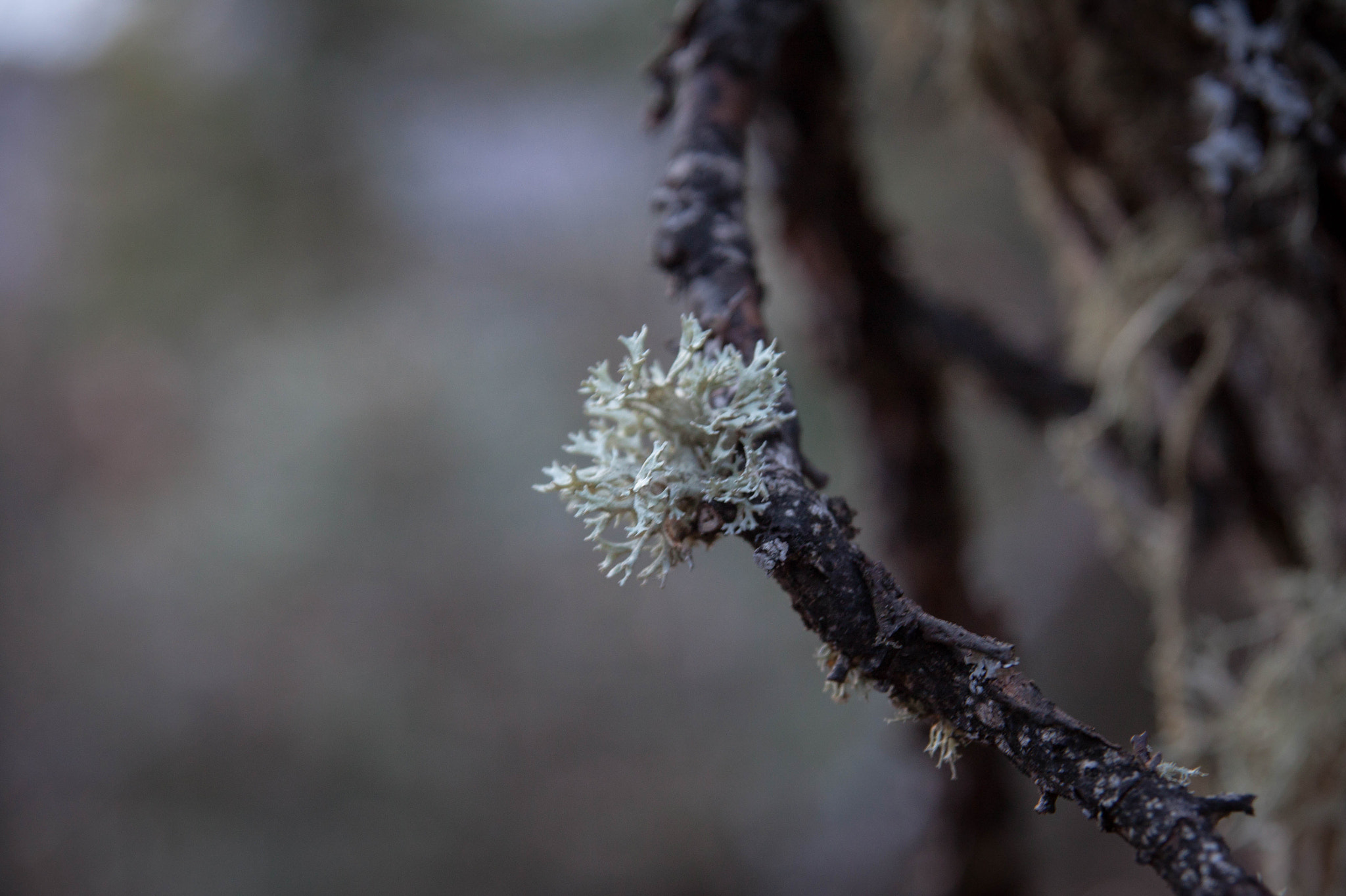 Sigma 17-70mm F2.8-4 DC Macro OS HSM sample photo. Litle moss photography