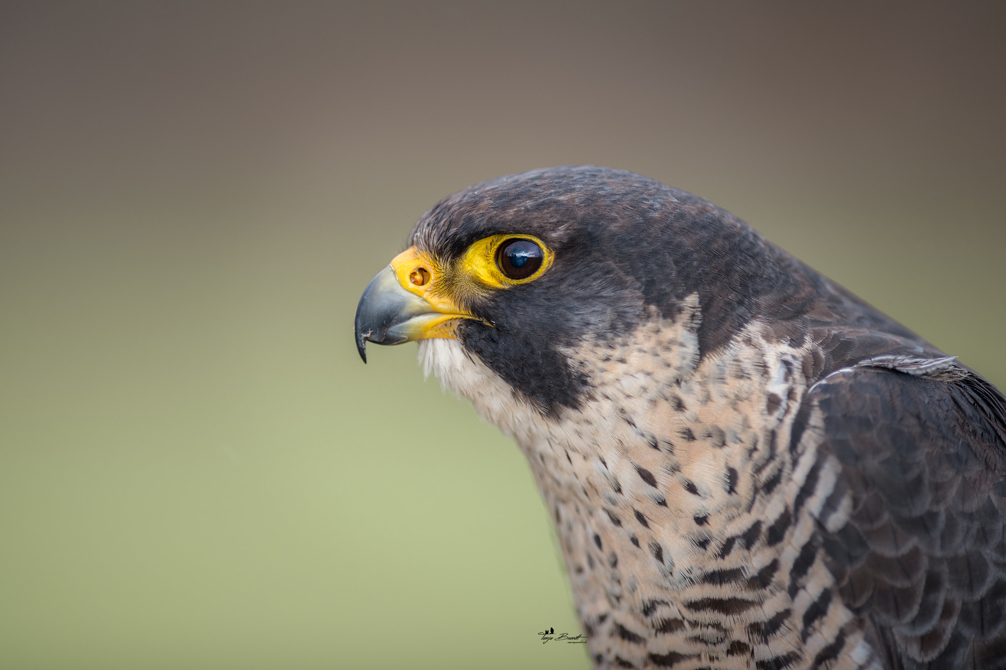 Nikon AF-S Nikkor 300mm F2.8G ED VR II sample photo. Wanderfalke photography
