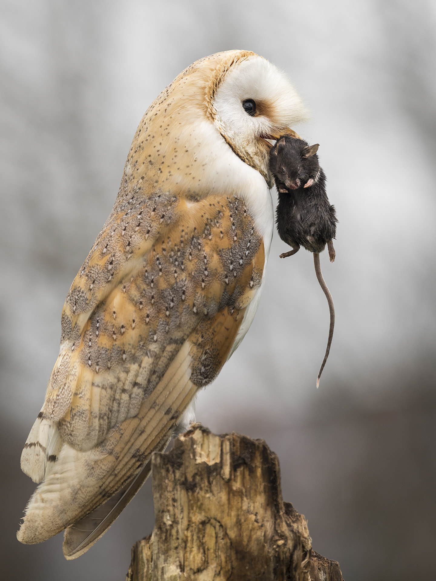 Nikon Nikkor AF-S 300mm F4E PF ED VR sample photo. Barn owl with prey photography
