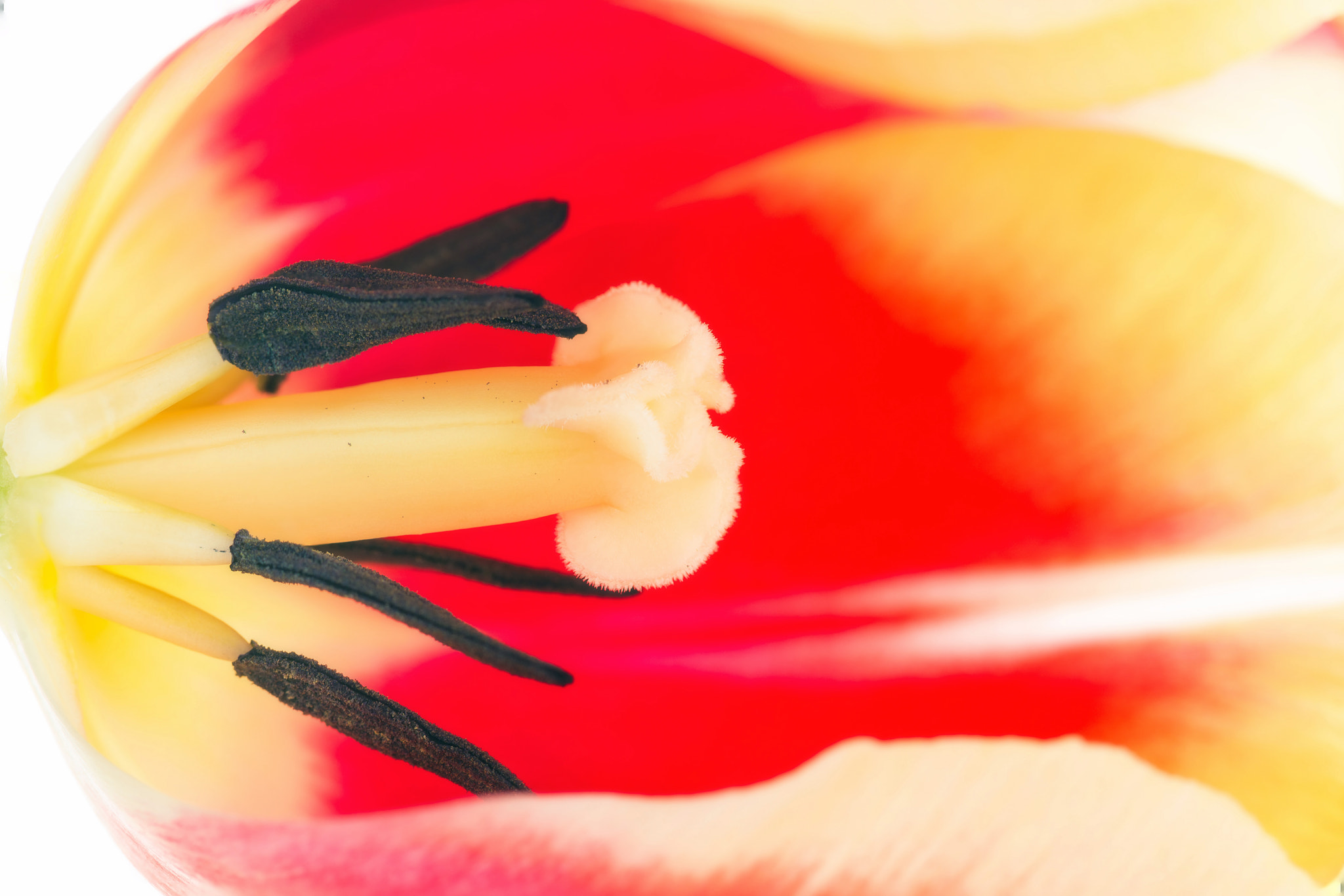 Sony Alpha DSLR-A850 + Minolta AF 100mm F2.8 Macro [New] sample photo. Tulip. a look from the inside. photography
