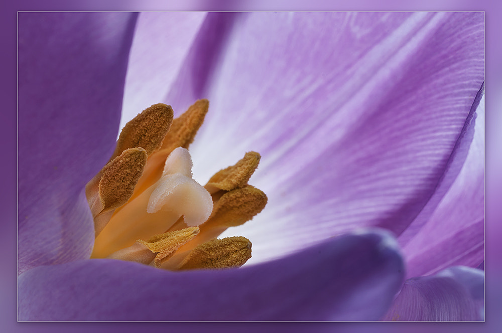 Sigma 150mm F2.8 EX DG OS Macro HSM sample photo. Tulip photography