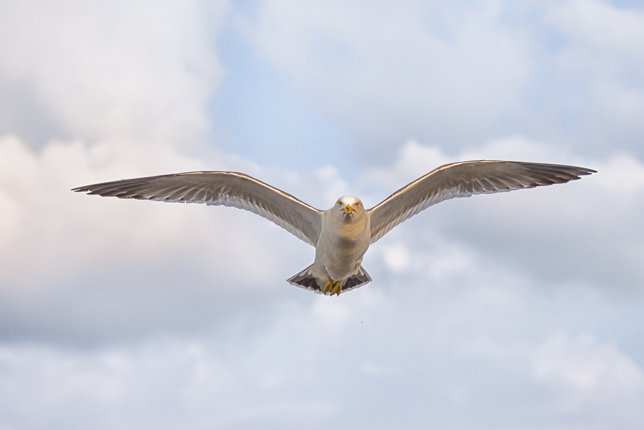 Sigma 70-300mm F4-5.6 DL Macro sample photo. Gull photography