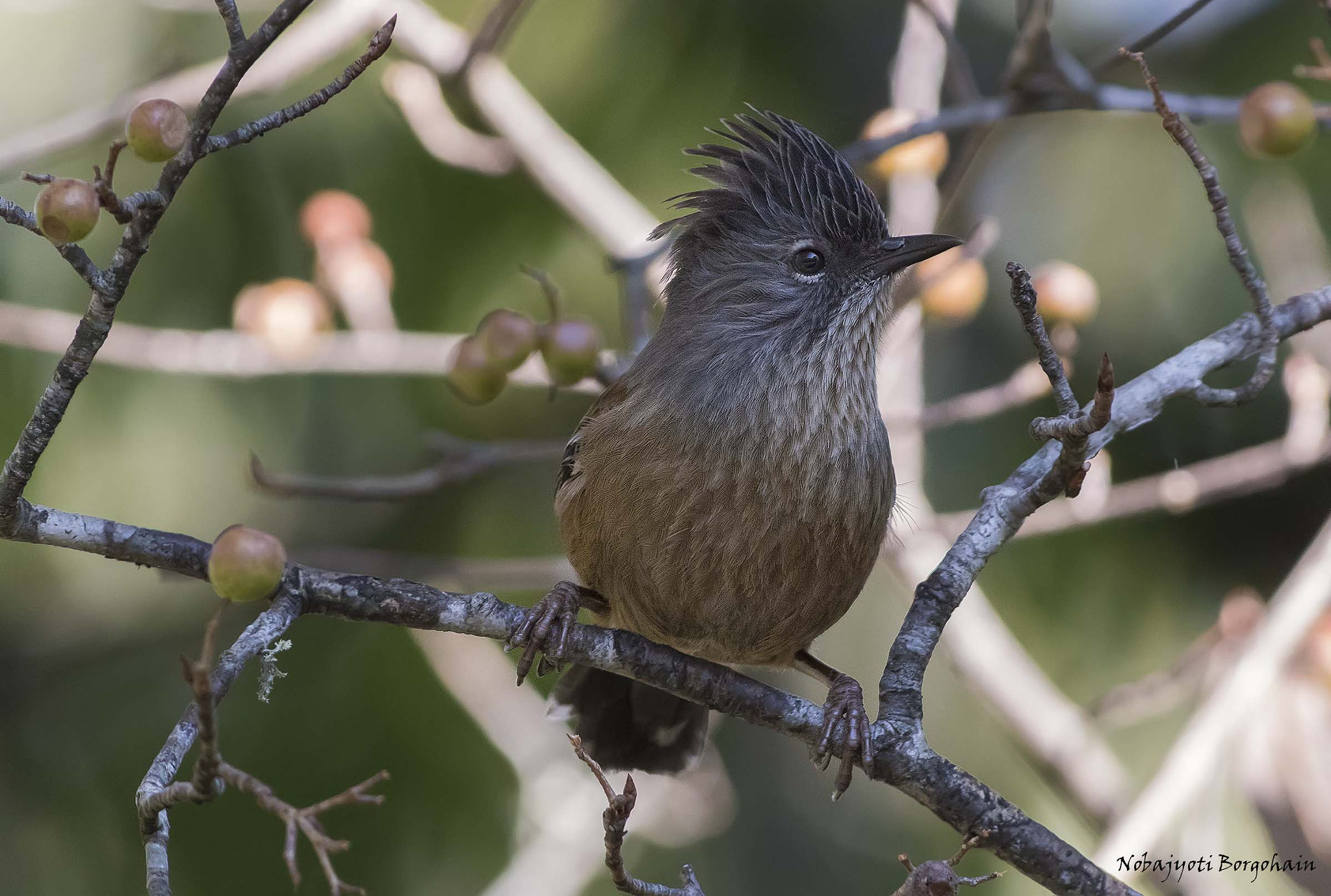 Nikon AF-S Nikkor 300mm F2.8G ED VR II sample photo. Streak throated barwing photography