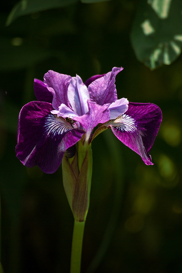 Pentax K10D sample photo. Iris. photography