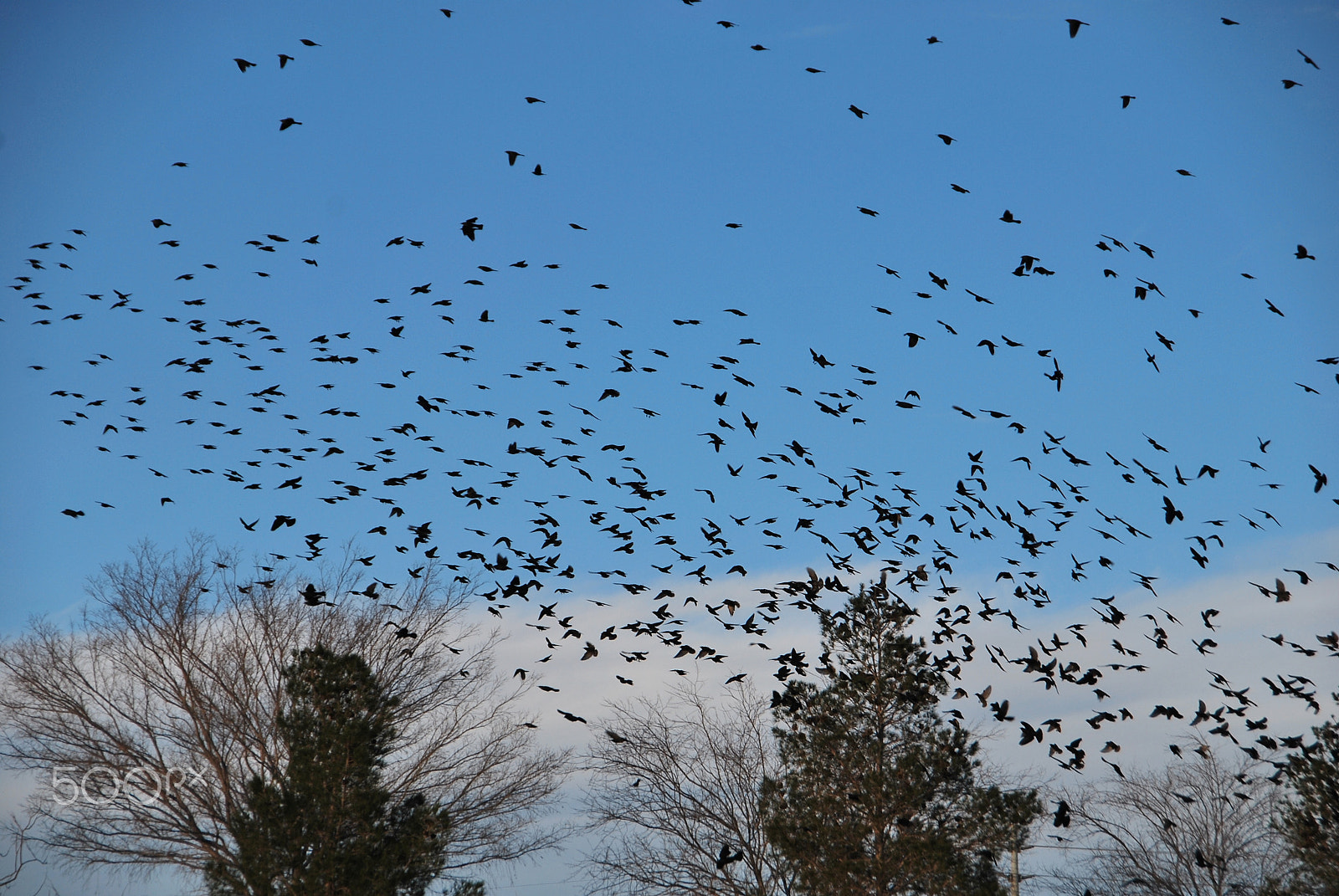Nikon D60 sample photo. The birds photography