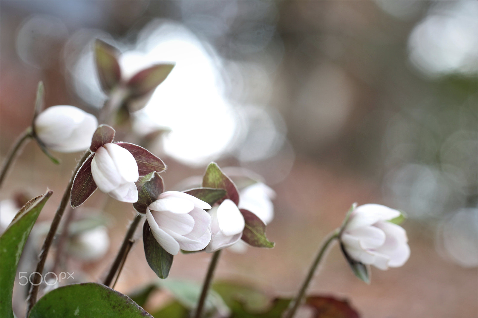 Canon EOS 60D + Sigma 50mm F1.4 EX DG HSM sample photo. Small spring dream photography