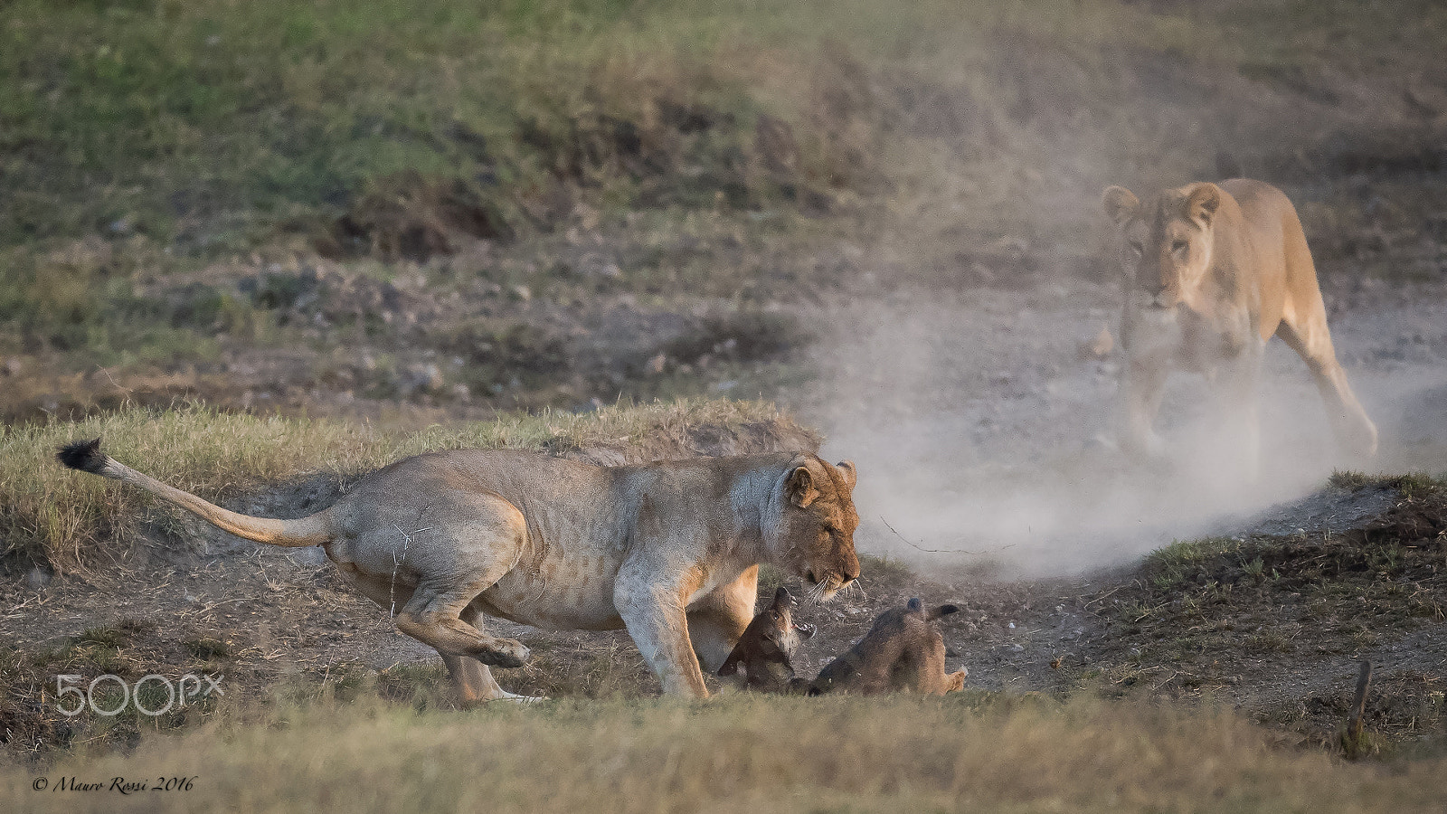 Nikon D4S + Nikon AF-S Nikkor 500mm F4E FL ED VR sample photo. "fight" photography