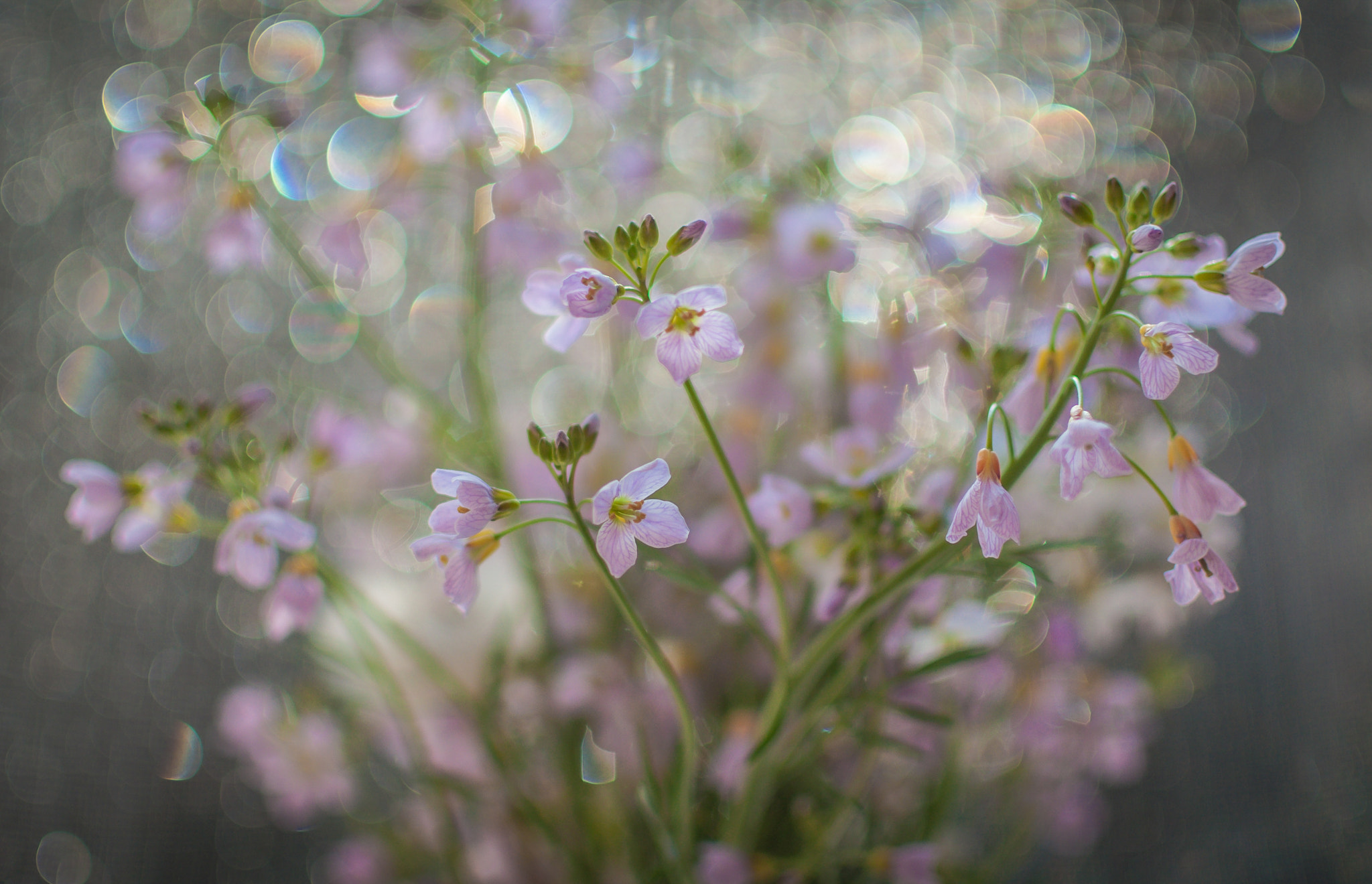 Nikon D5000 + Nikon AF-S DX Nikkor 35mm F1.8G sample photo. Tenderness triumphs. Ніжність торжествує. photography