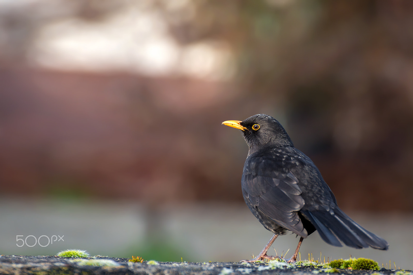 Tamron SP 35mm F1.8 Di VC USD sample photo. Early bird photography