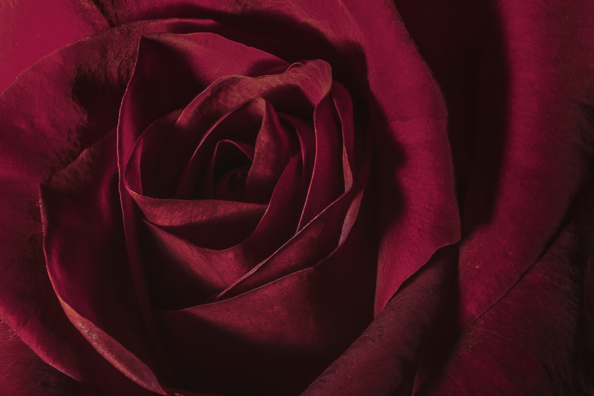 Canon EOS M3 sample photo. Red rose photography