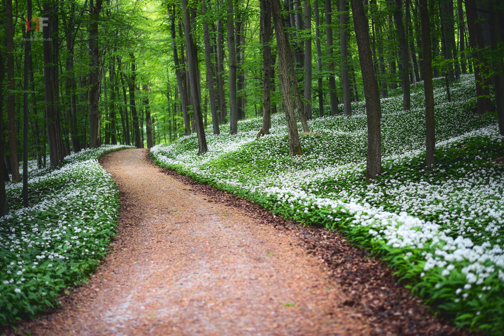 Nikon D810 + Nikon AF-S Nikkor 58mm F1.4G sample photo. Spring forest ii photography