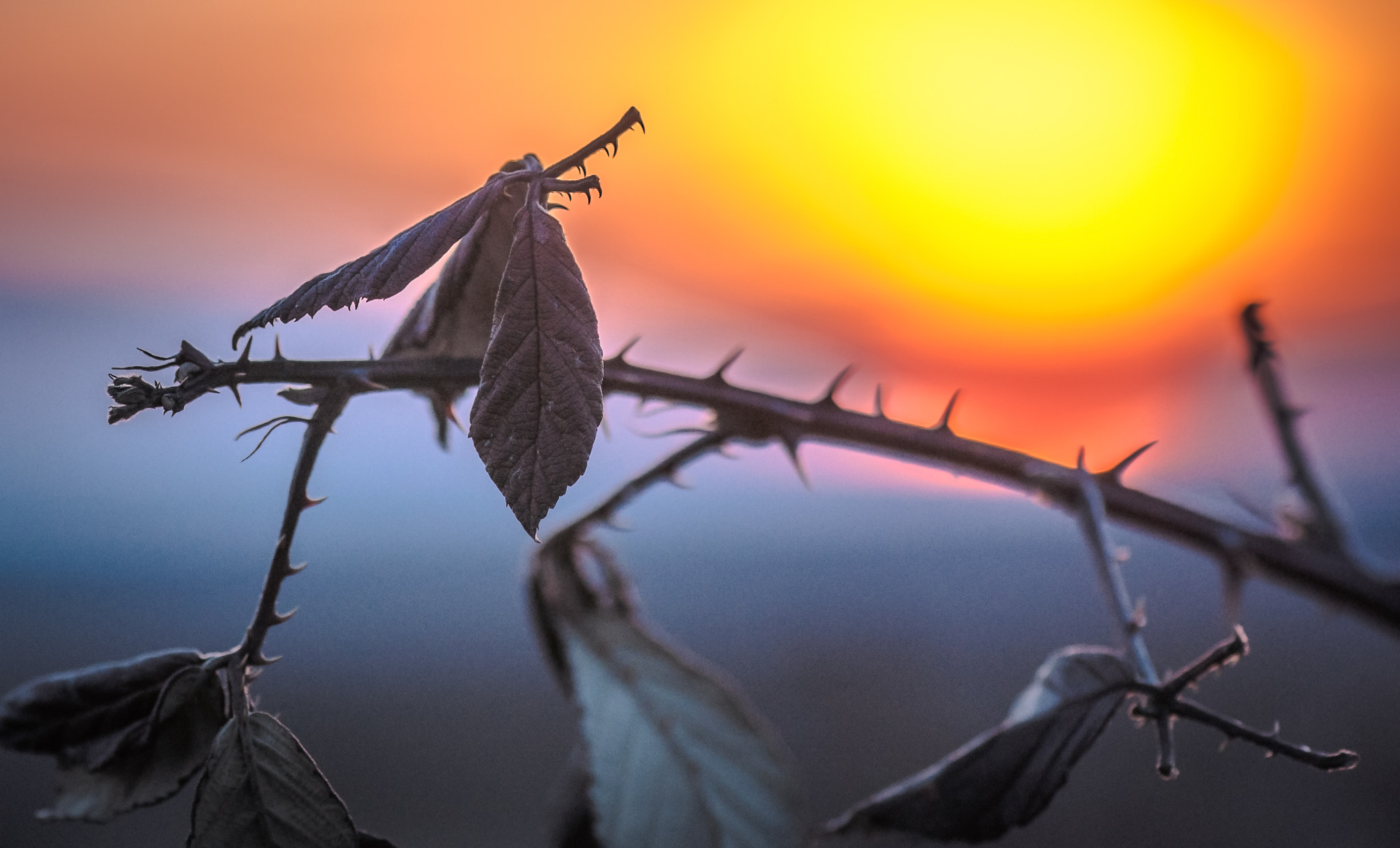 Nikon AF-S Micro-Nikkor 105mm F2.8G IF-ED VR sample photo. Thorny sunset. Колючий захід. photography