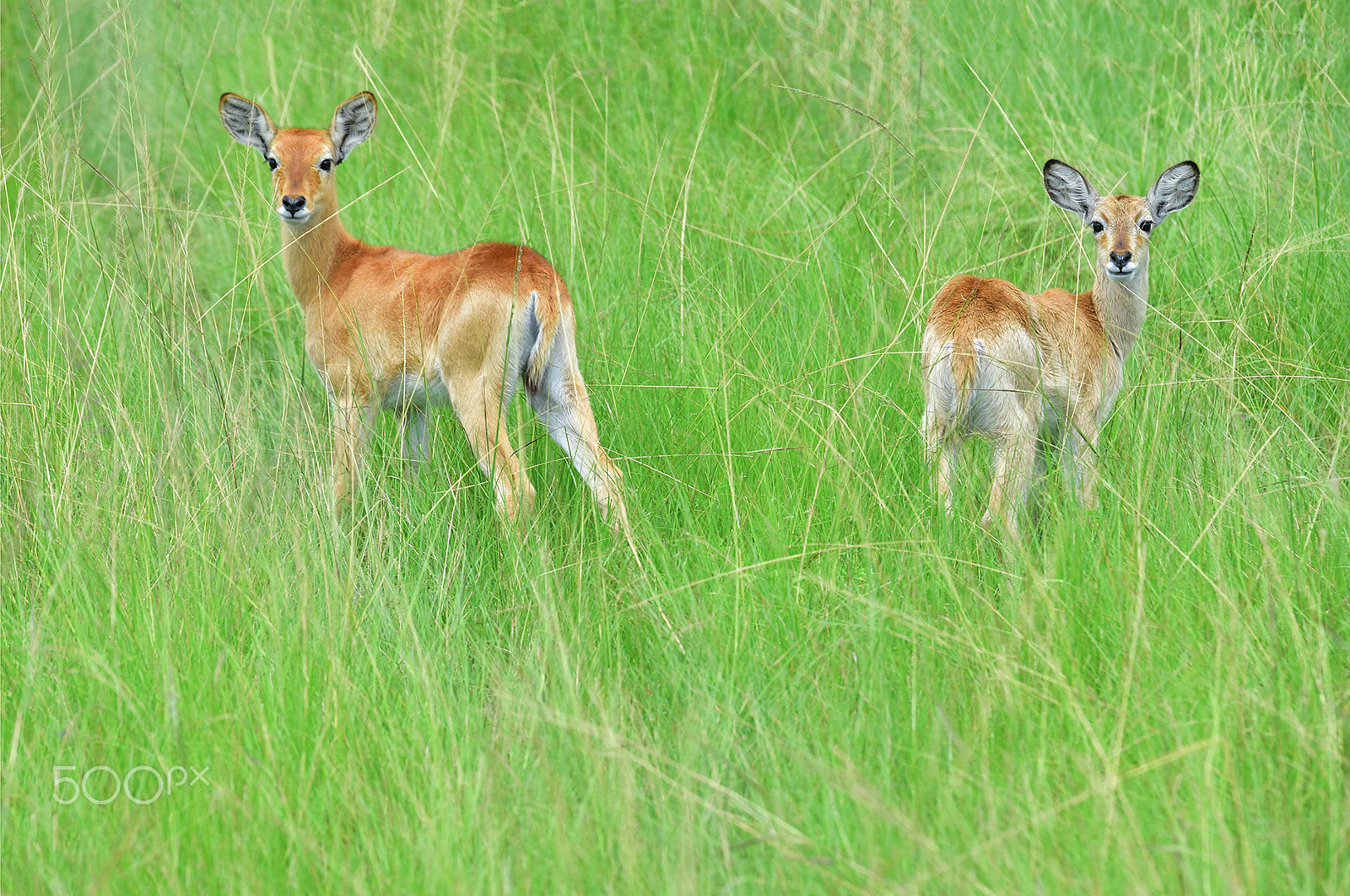 Nikon D5 sample photo. The ugandan kob photography