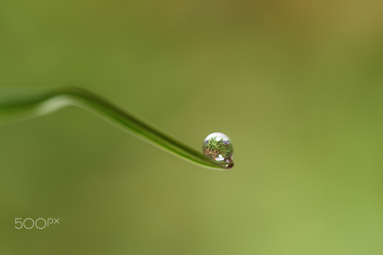 Canon EF 100mm F2.8L Macro IS USM sample photo. Drop photography
