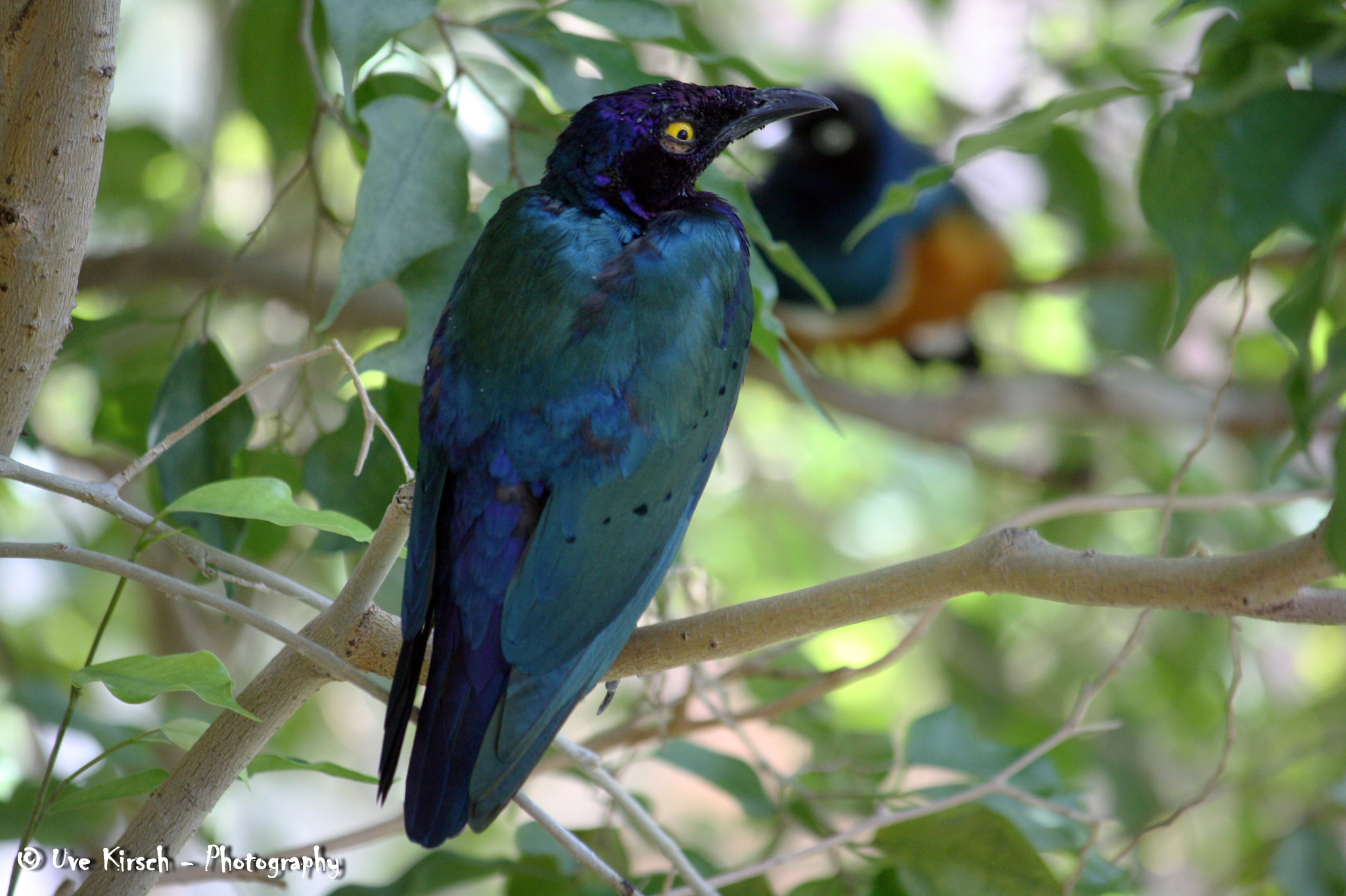 Canon EF-S 55-250mm F4-5.6 IS sample photo. Blue beauty photography