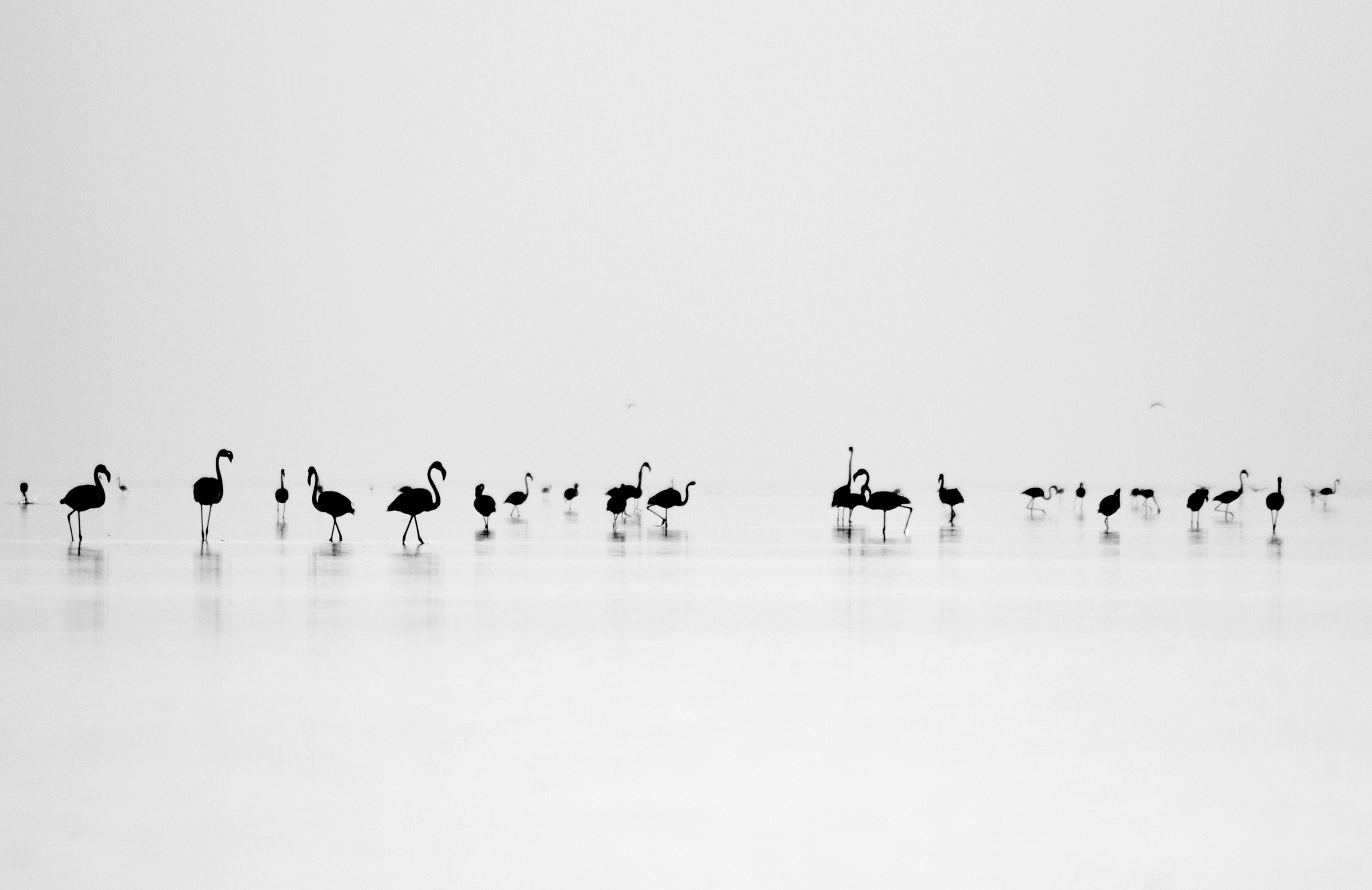Canon EOS 550D (EOS Rebel T2i / EOS Kiss X4) + Tamron AF 70-300mm F4-5.6 Di LD Macro sample photo. Black flamingos photography