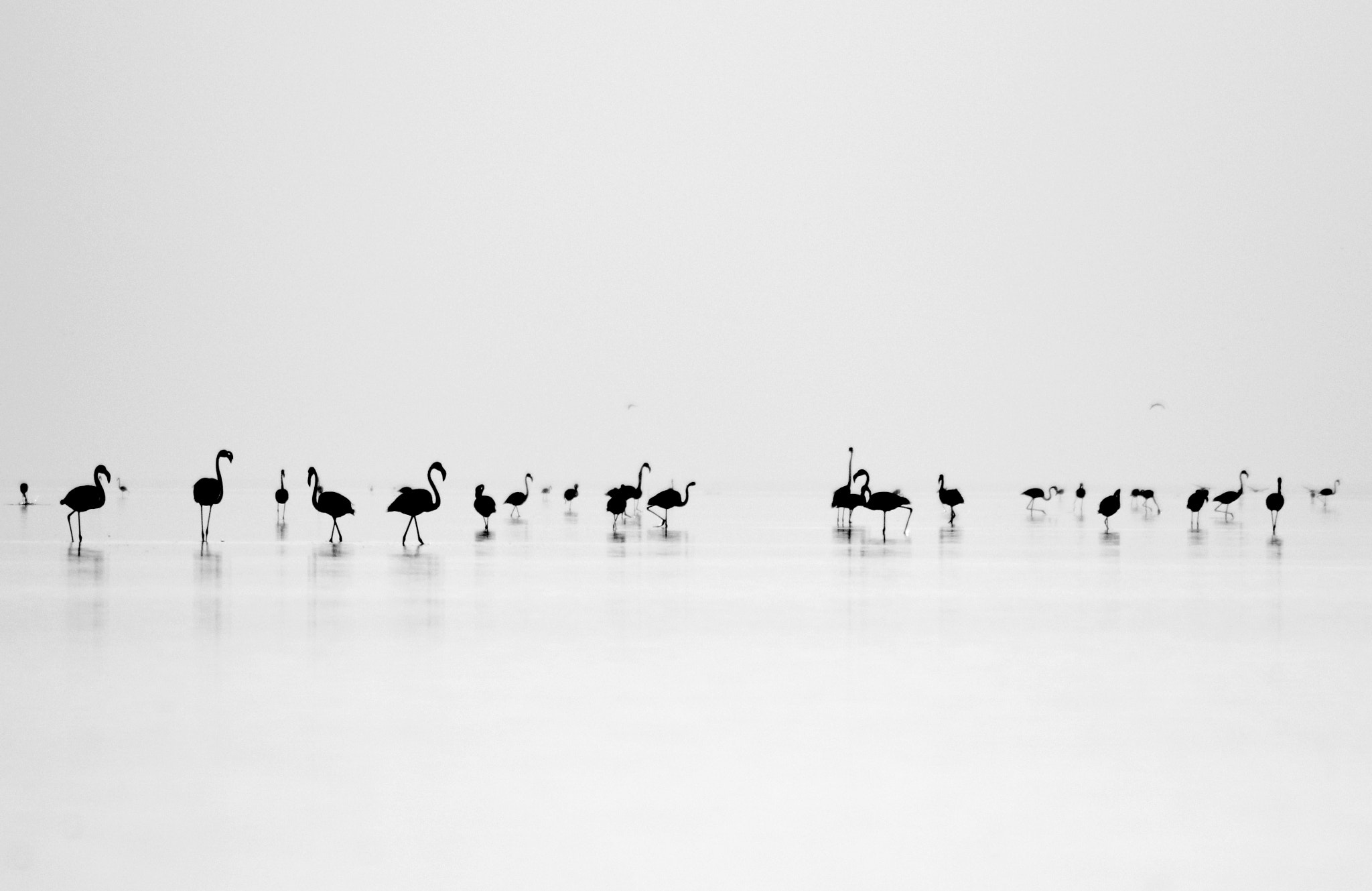 Canon EOS 550D (EOS Rebel T2i / EOS Kiss X4) sample photo. Black flamingos photography