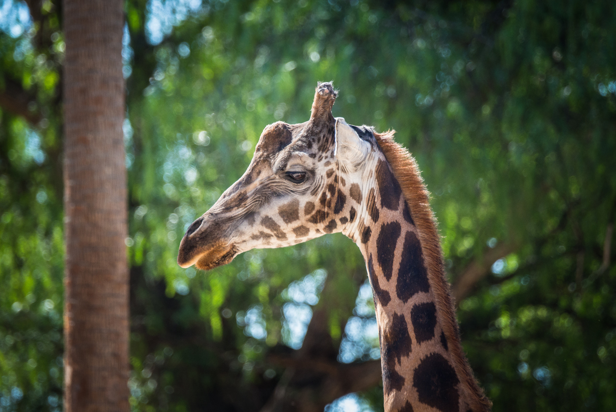 Sony a99 II + Sony 70-400mm F4-5.6 G SSM II sample photo. Giraffe photography