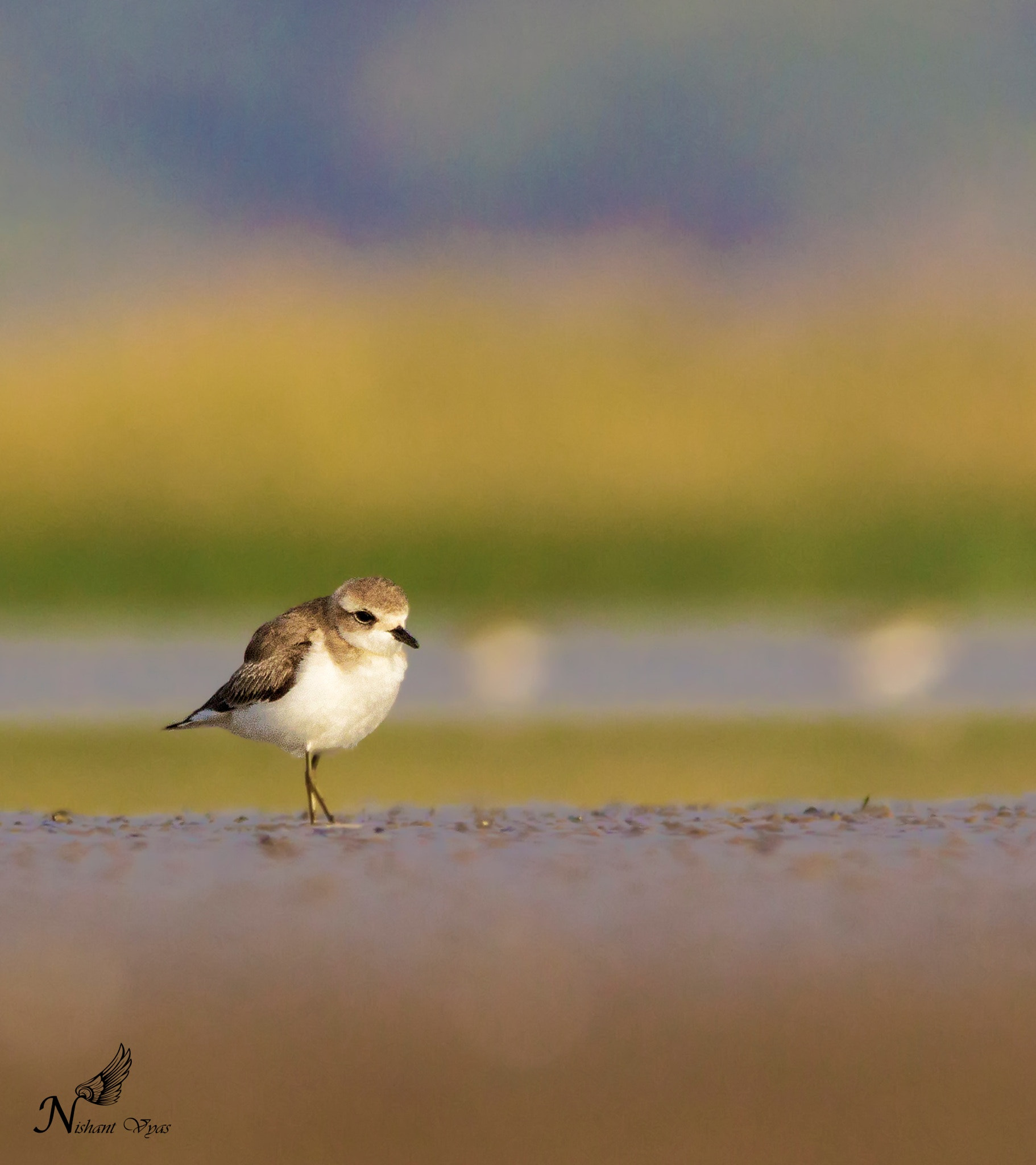 Sigma 150-500mm F5-6.3 DG OS HSM sample photo. Plover photography