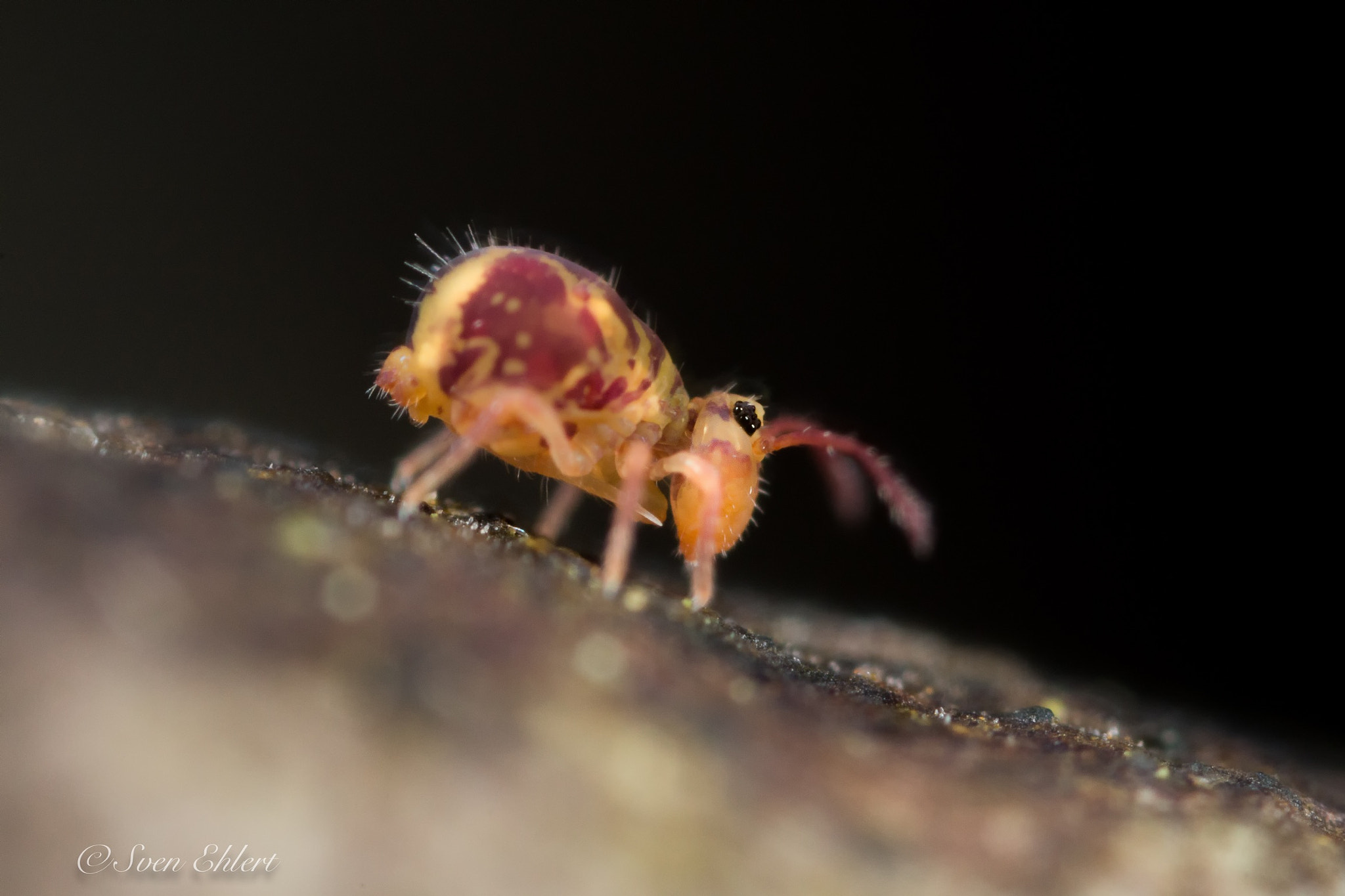 Canon MP-E 65mm F2.5 1-5x Macro Photo sample photo. The small one is 0,39 inch great. photography