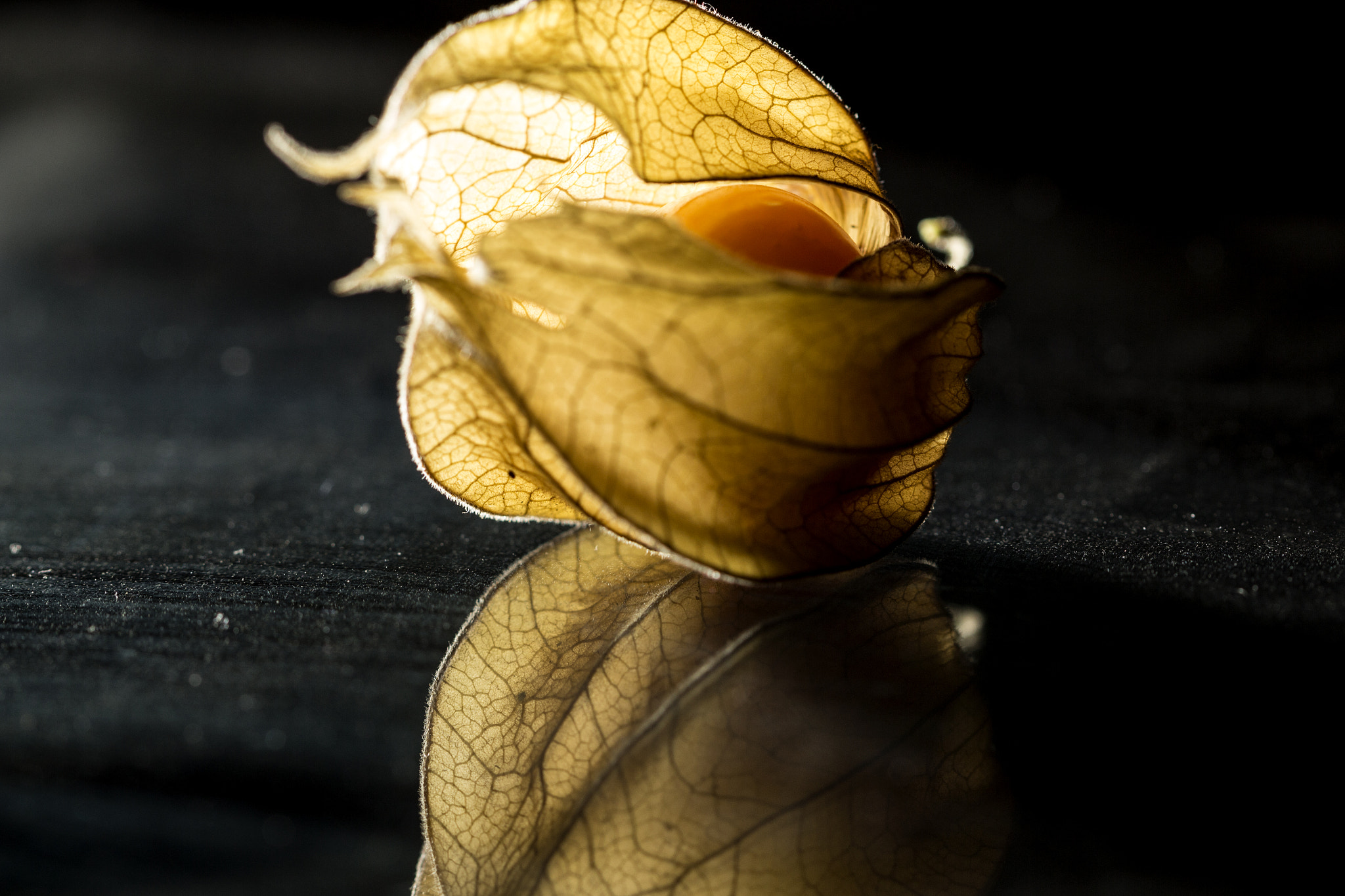 Canon EF 100mm F2.8 Macro USM sample photo. Physalis photography