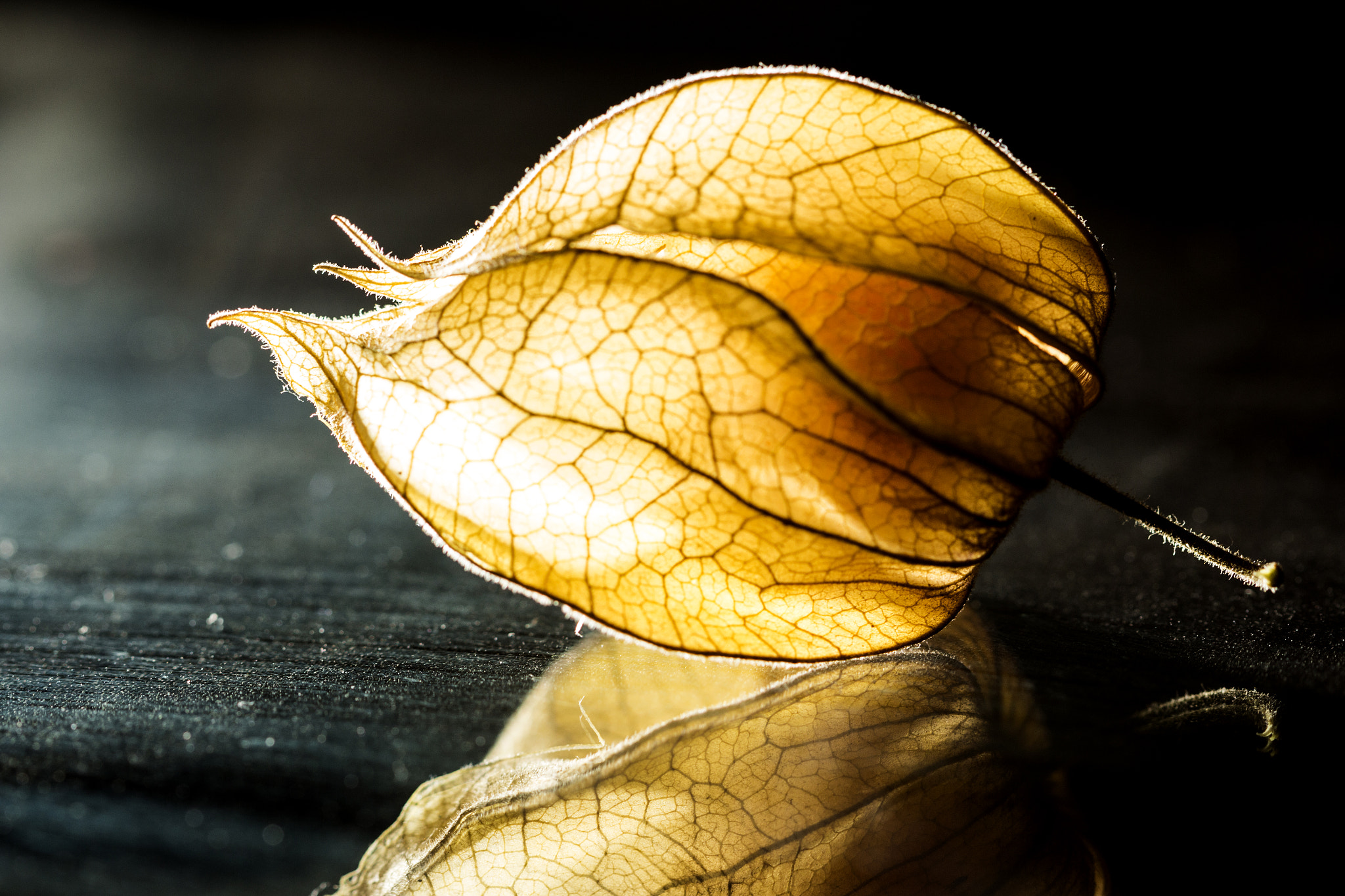 Canon EF 100mm F2.8 Macro USM sample photo. Physalis photography
