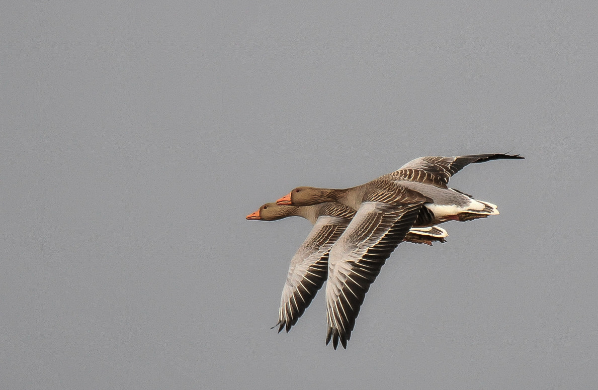 Nikon AF-S Nikkor 200-400mm F4G ED-IF VR sample photo. Synchronised flying photography