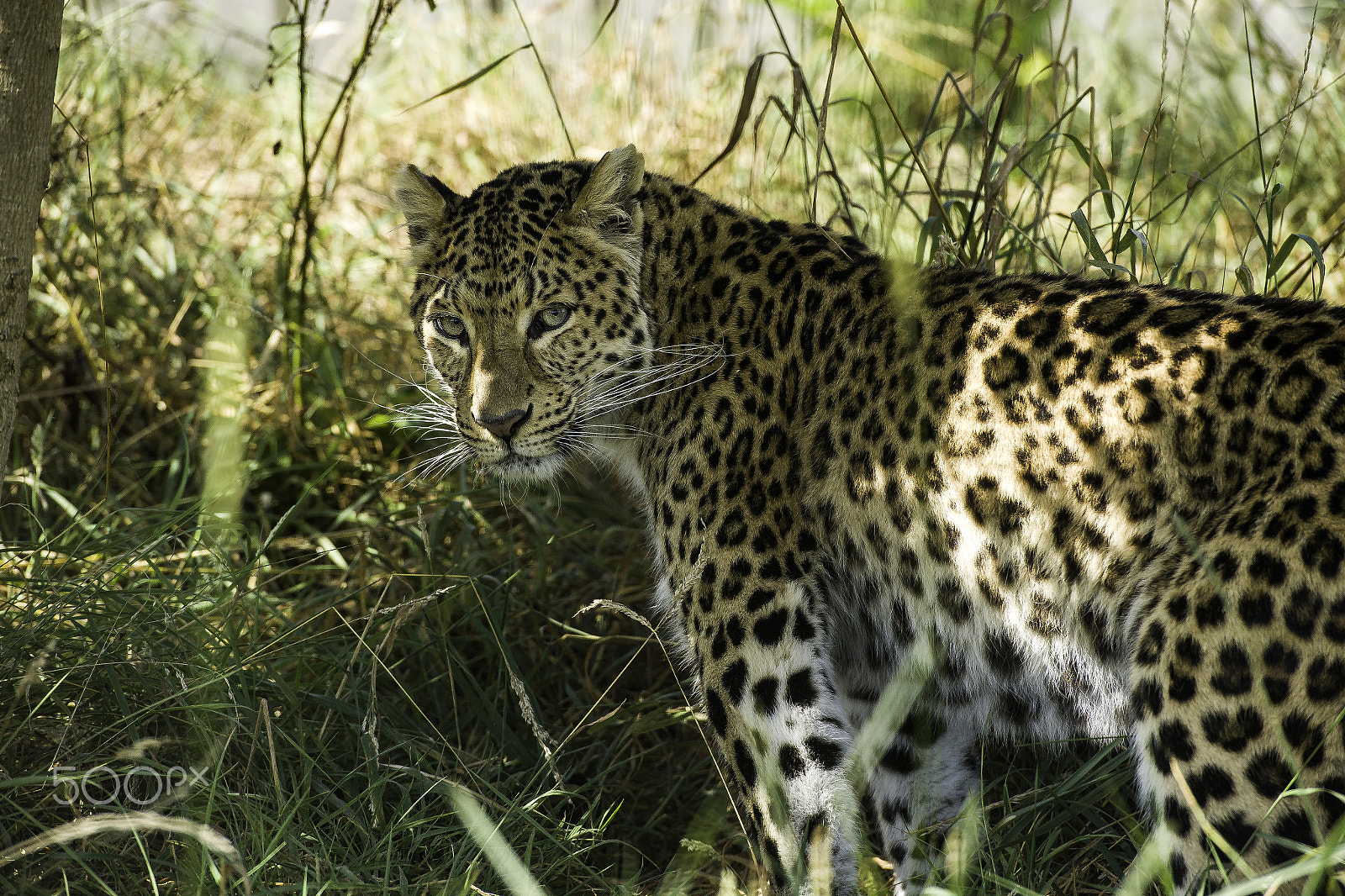 Nikon AF-S Nikkor 70-200mm F2.8G ED VR II sample photo. Amur leopard series photography