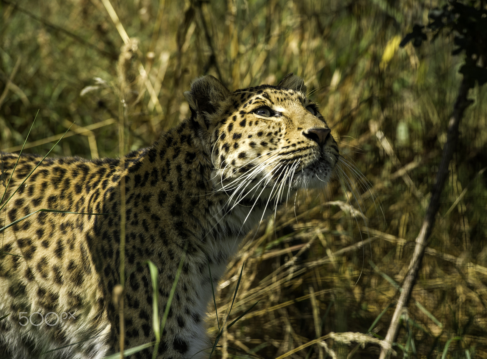 Nikon AF-S Nikkor 70-200mm F2.8G ED VR II sample photo. Amur leopard series photography