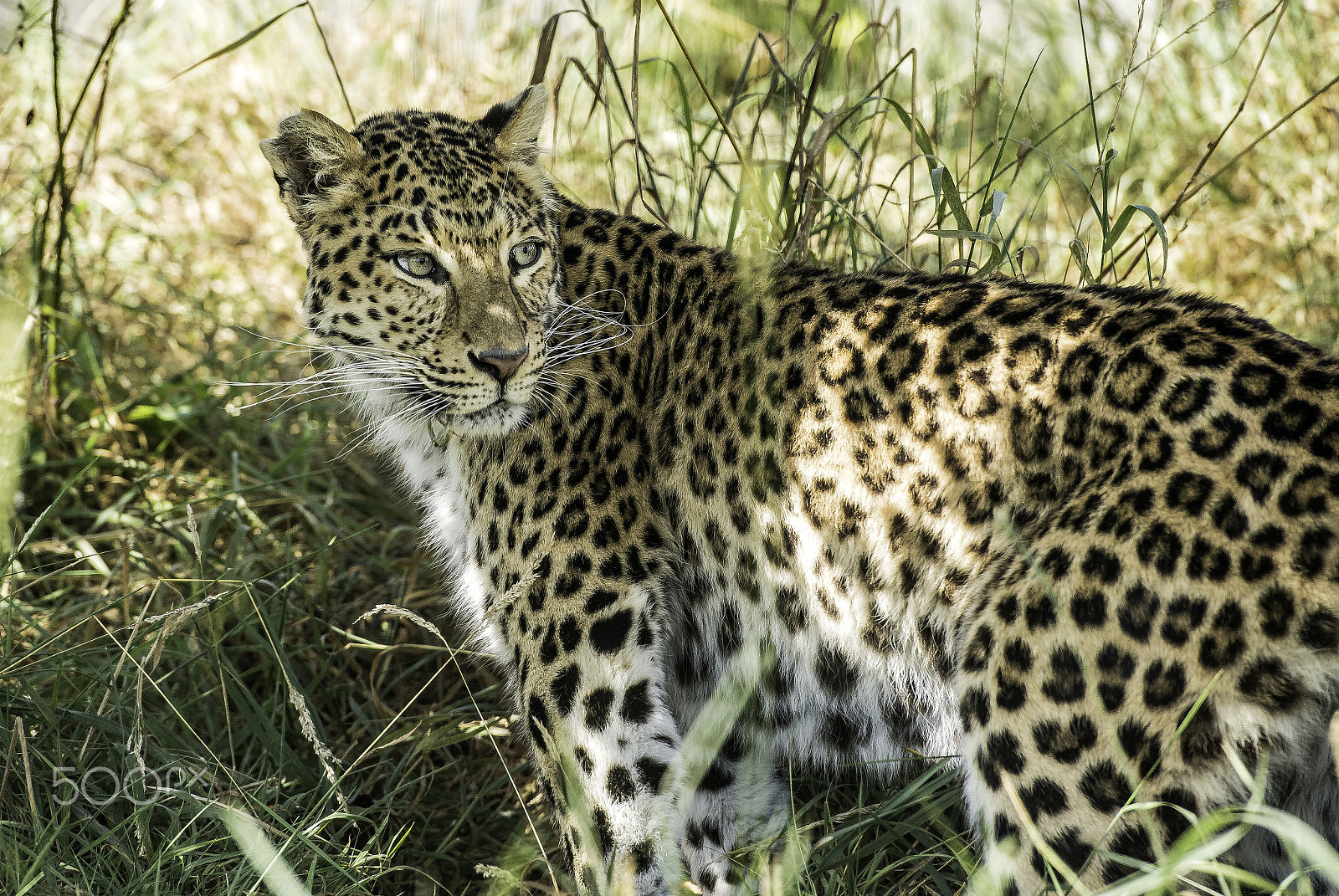 Nikon AF-S Nikkor 70-200mm F2.8G ED VR II sample photo. Amur leopard series photography